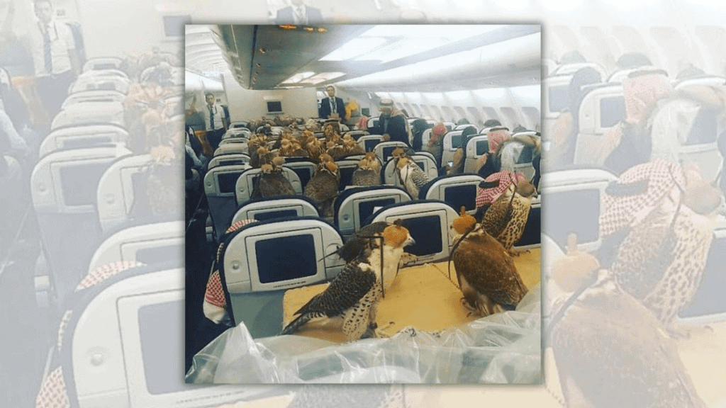 Did a Photo Capture a Saudi Prince’s 80 Falcons Jet-Setting?