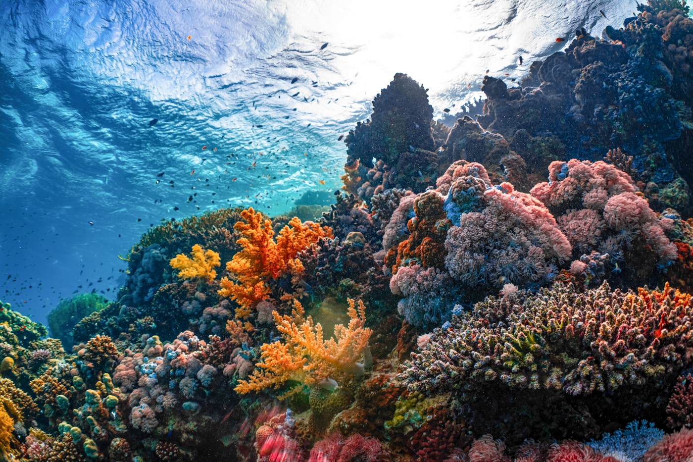 Colorful coral reef underwater in the Red Sea, Saudi Arabia