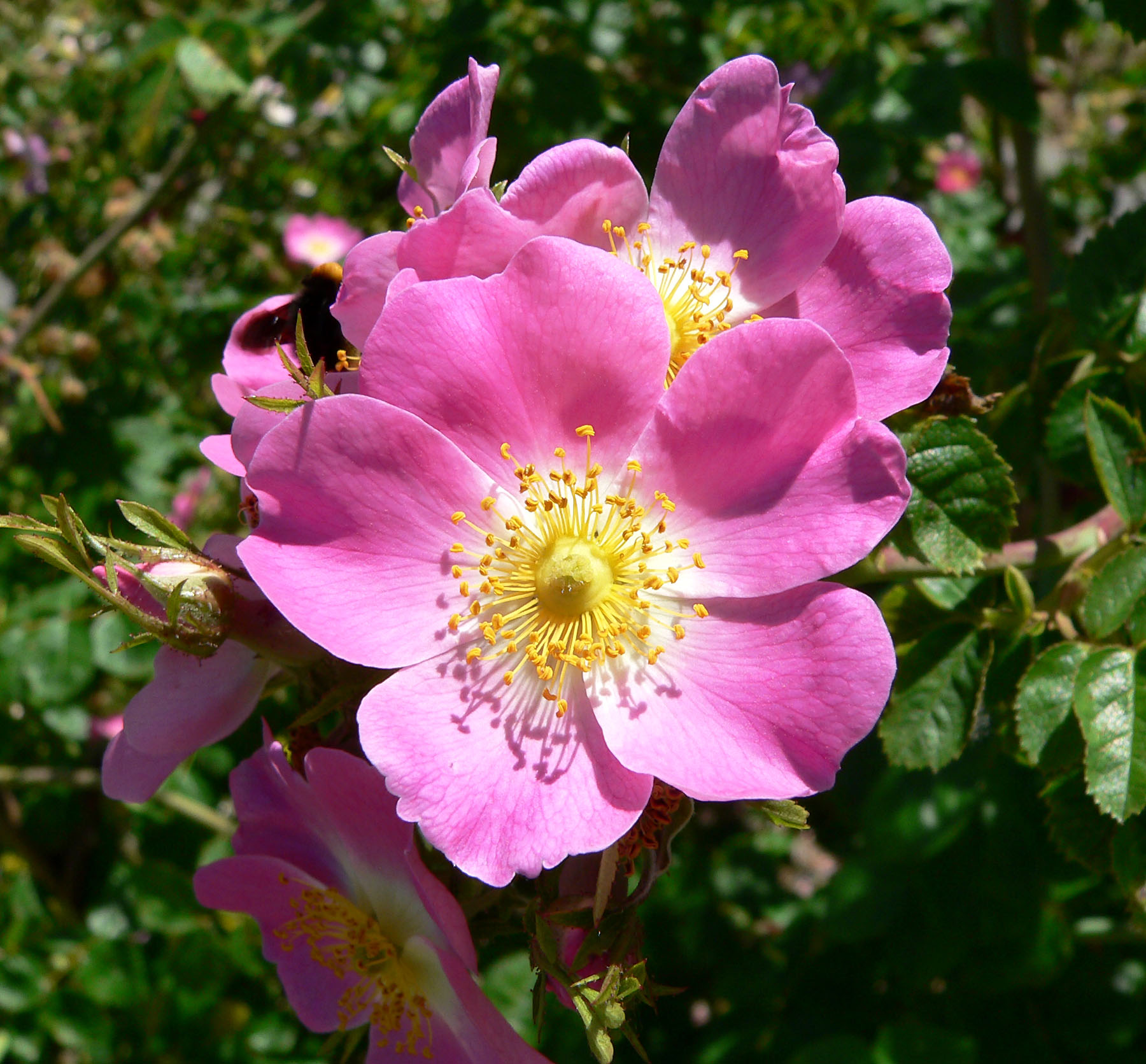 Pink damask roses blooming in a garden, representative of the famous Ward Taifi roses cultivated across more than 900 farms in Taif, Saudi Arabia