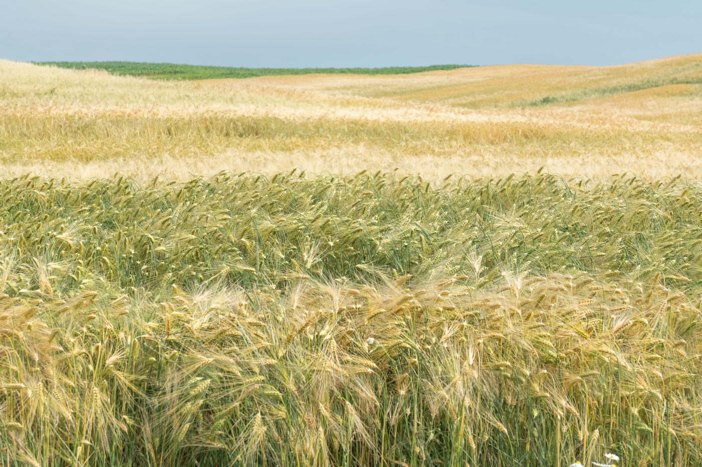 Rolling wheat fields stretching to the horizon under a clear sky, representing the global food supply threatened by fertilizer shortages from the Hormuz crisis