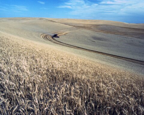 Golden wheat fields being harvested on rolling hills with a combine harvester, representing the global grain supply threatened by the 2026 Iran war and Strait of Hormuz closure