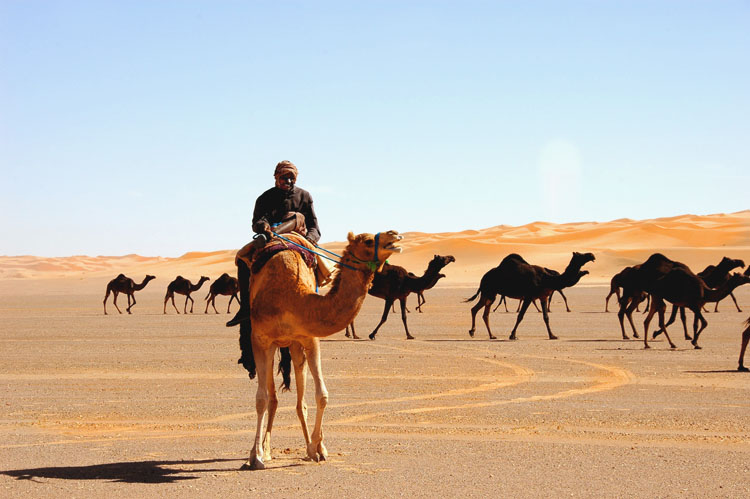 Camels walking through the golden sand of the Ad Dahna desert in Saudi Arabia