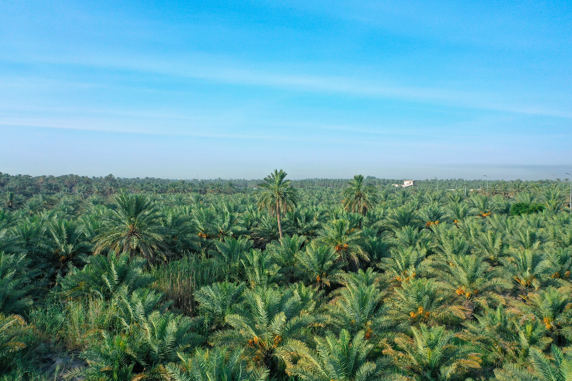 Aerial view of Al-Ahsa palm oasis in the Eastern Province of Saudi Arabia, with dense date palm groves stretching to the horizon
