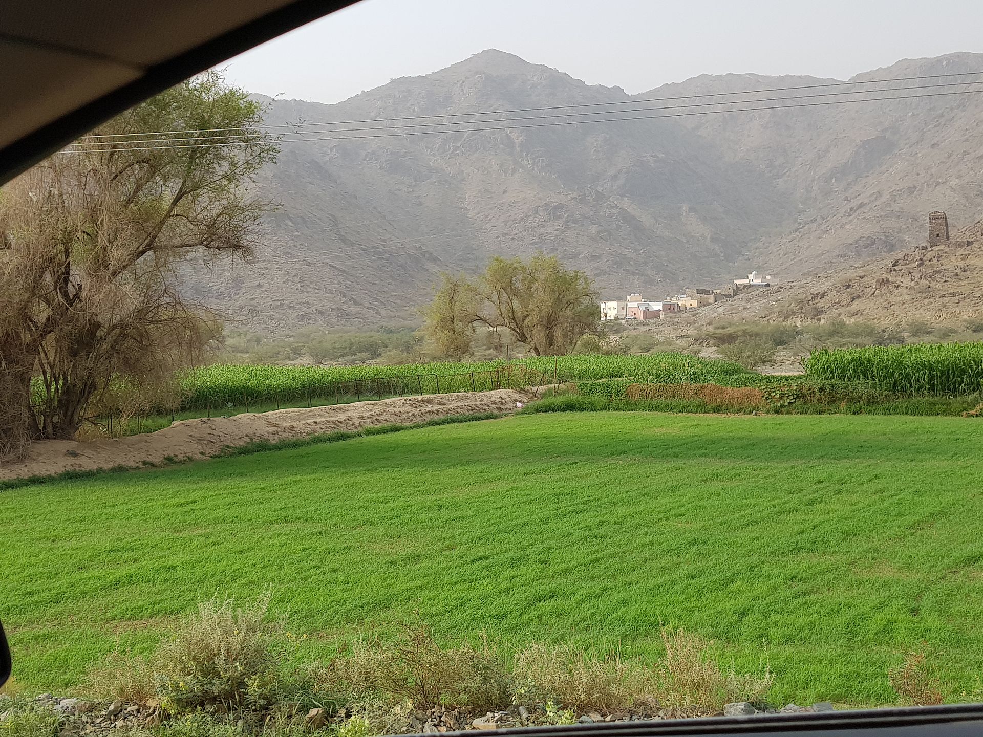 Lush green juniper forest in the Al Baha highlands of Saudi Arabia