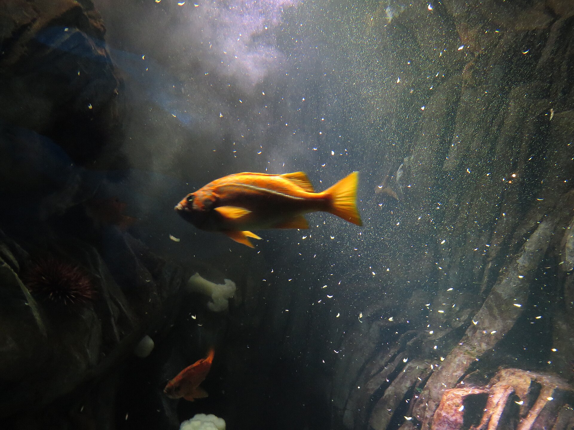 Colourful fish swimming in a large aquarium exhibit tank with rocky underwater scenery