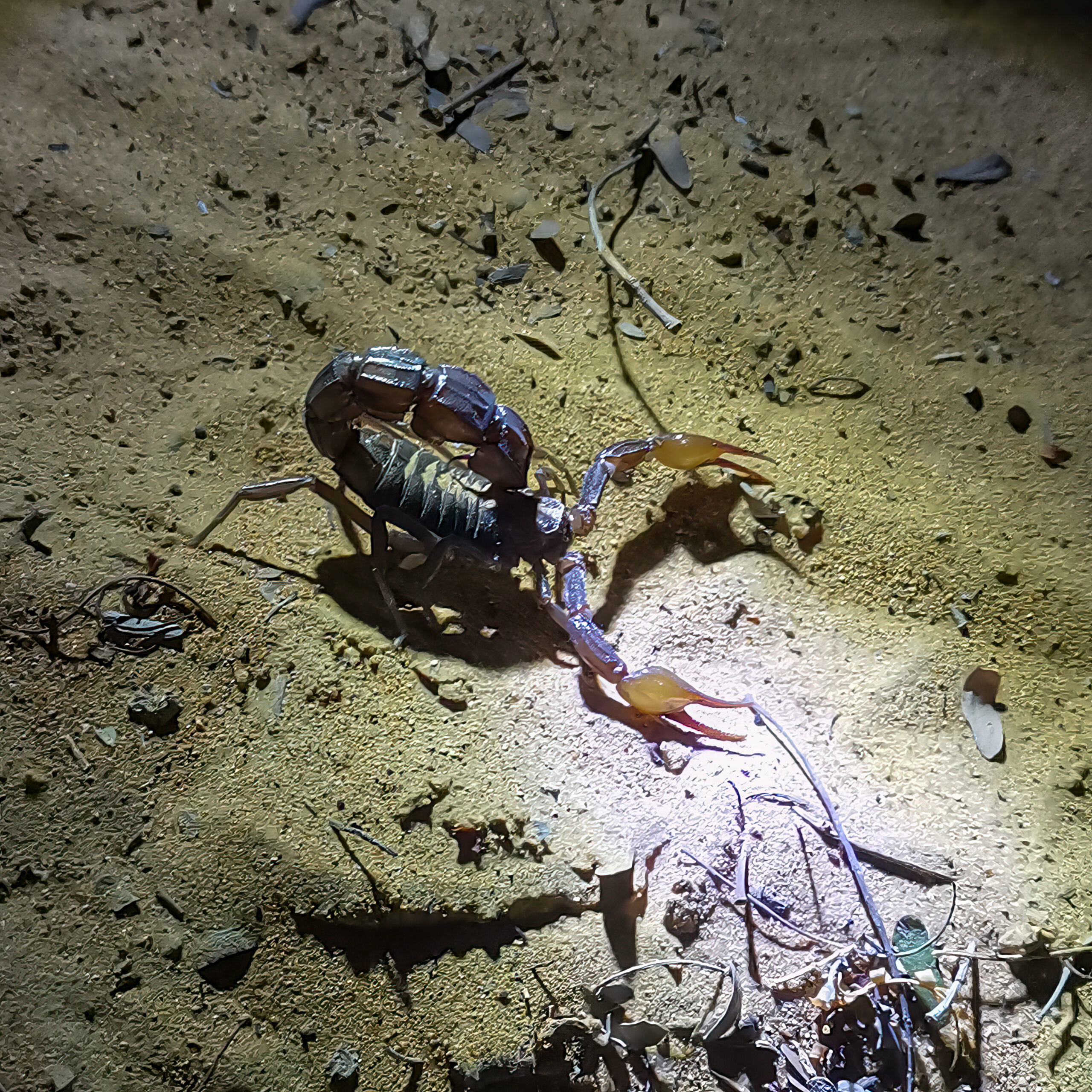 Arabian fat-tailed scorpion Androctonus crassicauda on desert sand at night