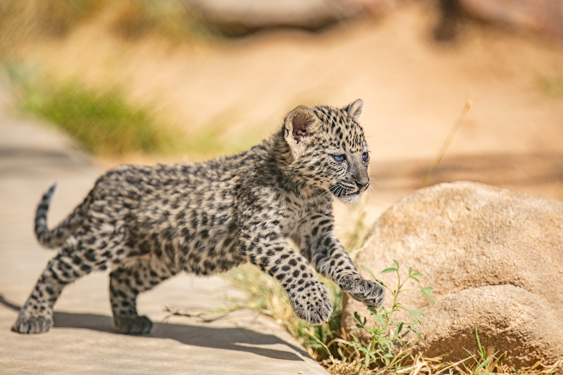 Arabian leopard cub in AlUla Saudi Arabia conservation breeding programme