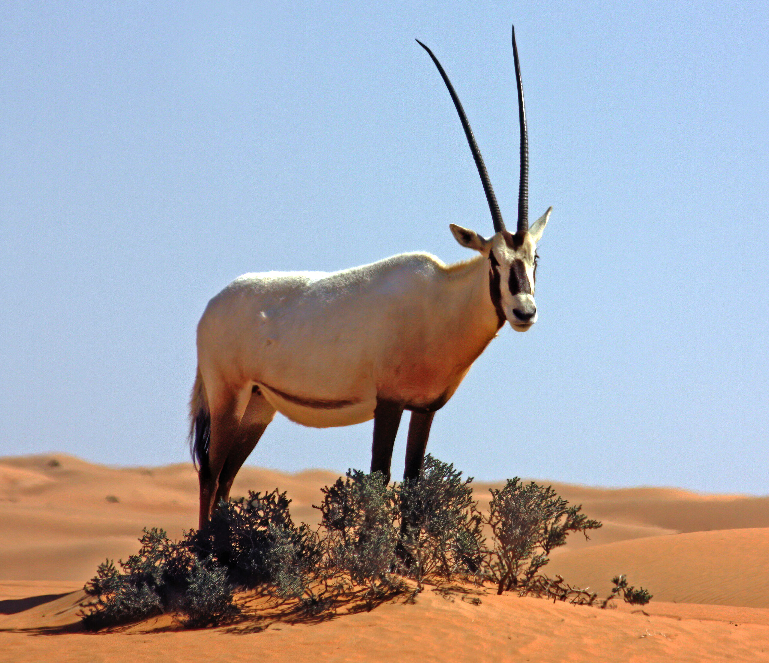 Arabian oryx standing on a sand dune in the Arabian desert