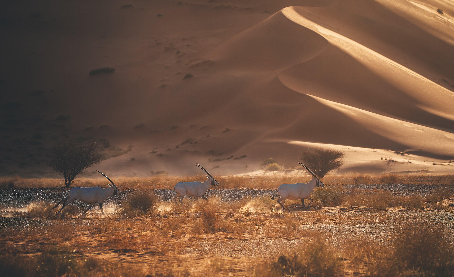 Arabian oryx crossing desert dunes in the Uruq Bani Maarid Reserve in the Rub al Khali, Saudi Arabia