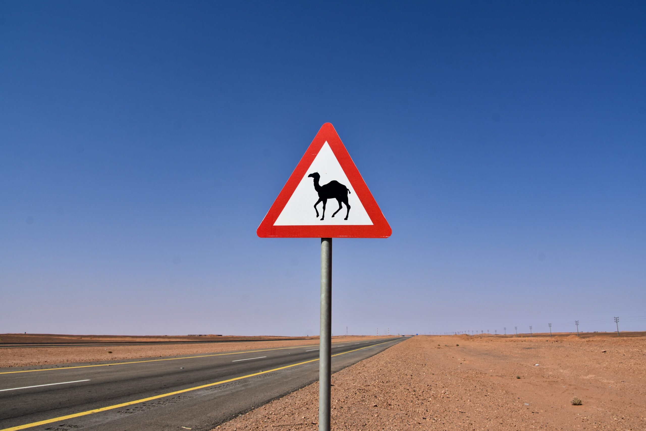 A camel crossing warning road sign on a desert highway in northwestern Saudi Arabia