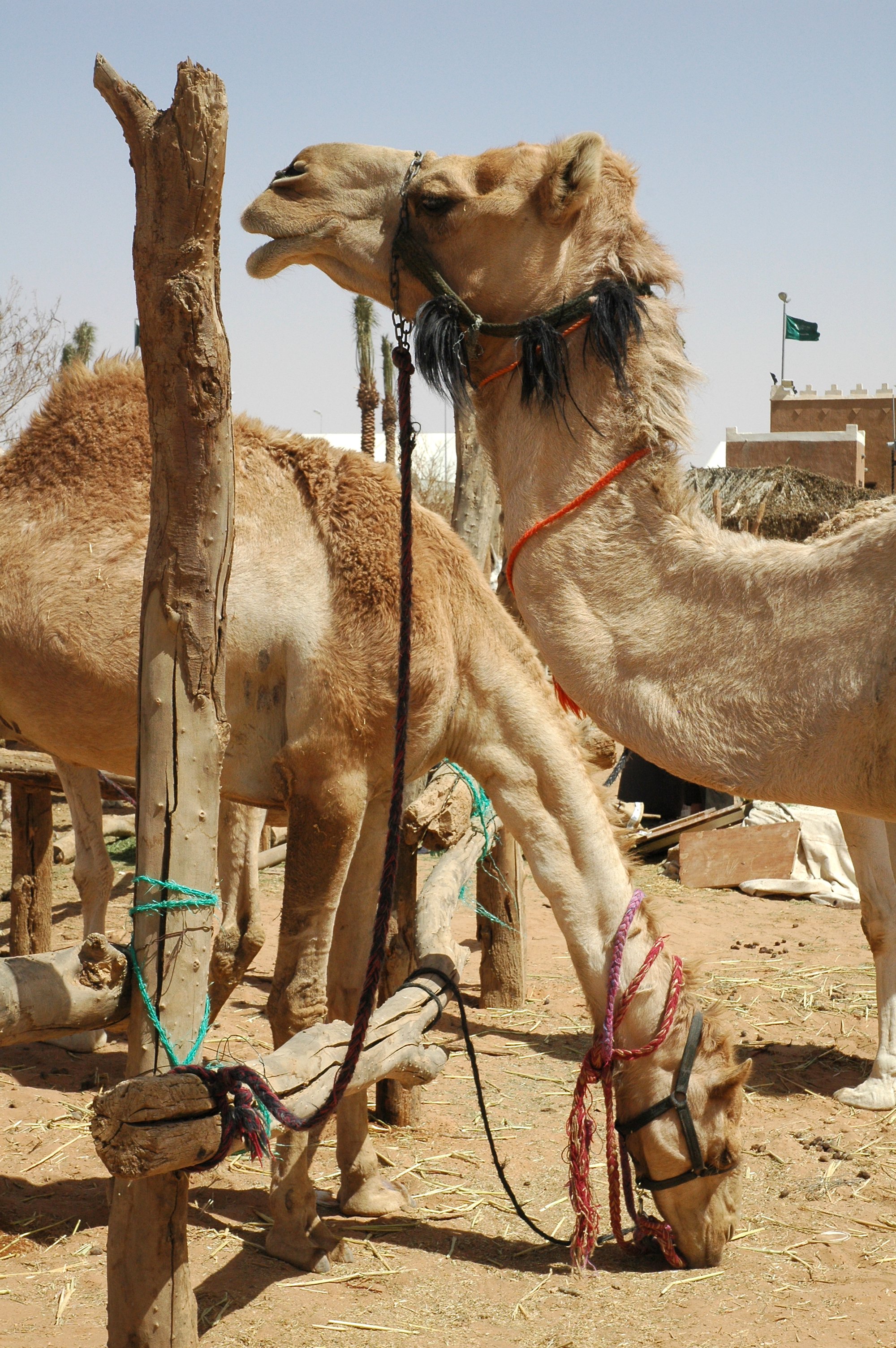 Camels tethered at the Janadriyah Cultural Festival near Riyadh, Saudi Arabia