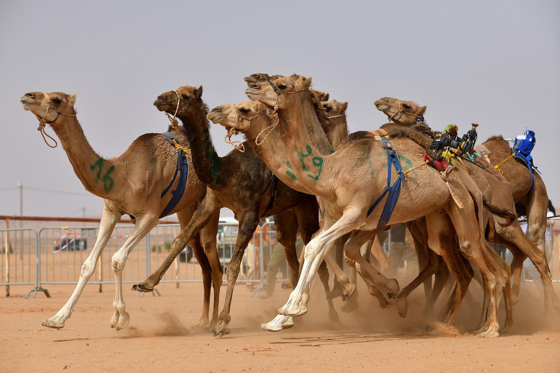 A group of racing camels jostling at the start of a race with robot jockeys visible on their backs