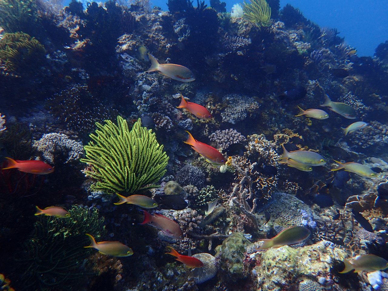 Colourful coral reef with tropical fish swimming among the corals