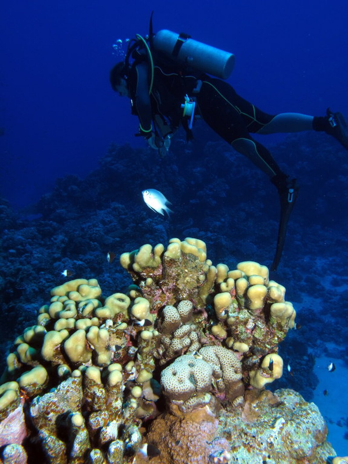 Scuba diver exploring vibrant coral formations in the deep blue Red Sea at Halahi Reef