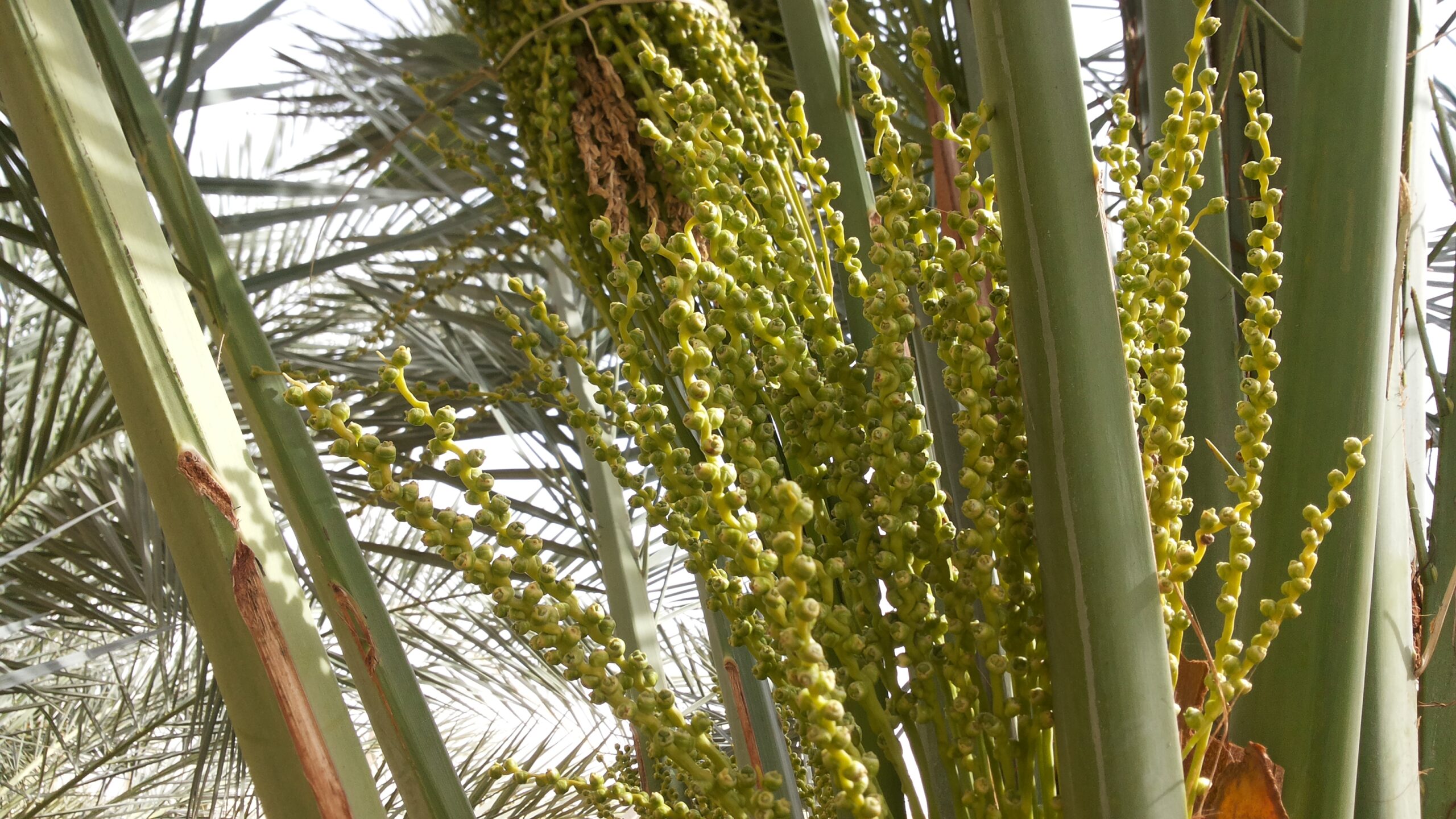 Date palm fruit cluster in the early hababok stage of ripening, showing small green dates on the branch