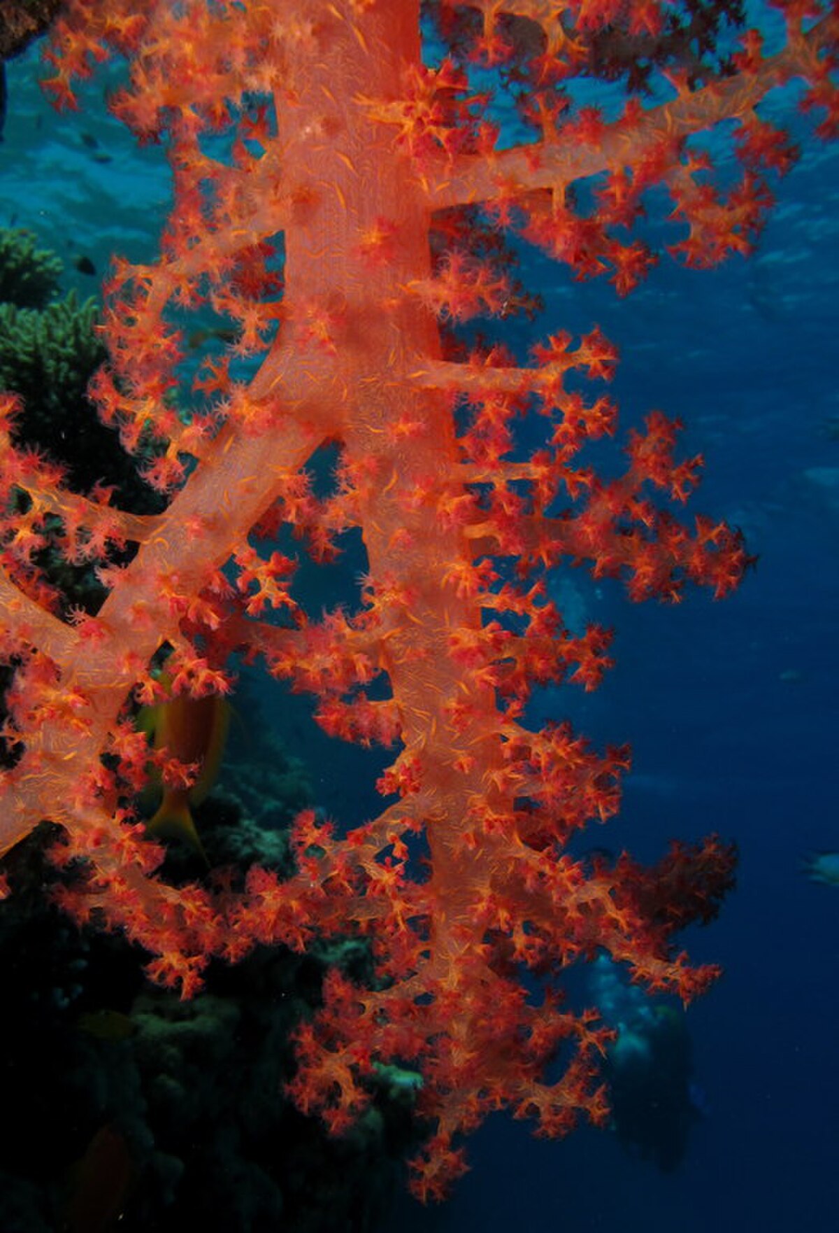 Scuba diver approaching a colourful Red Sea reef — the kind of encounter awaiting divers at Saudi Arabia's premier dive sites