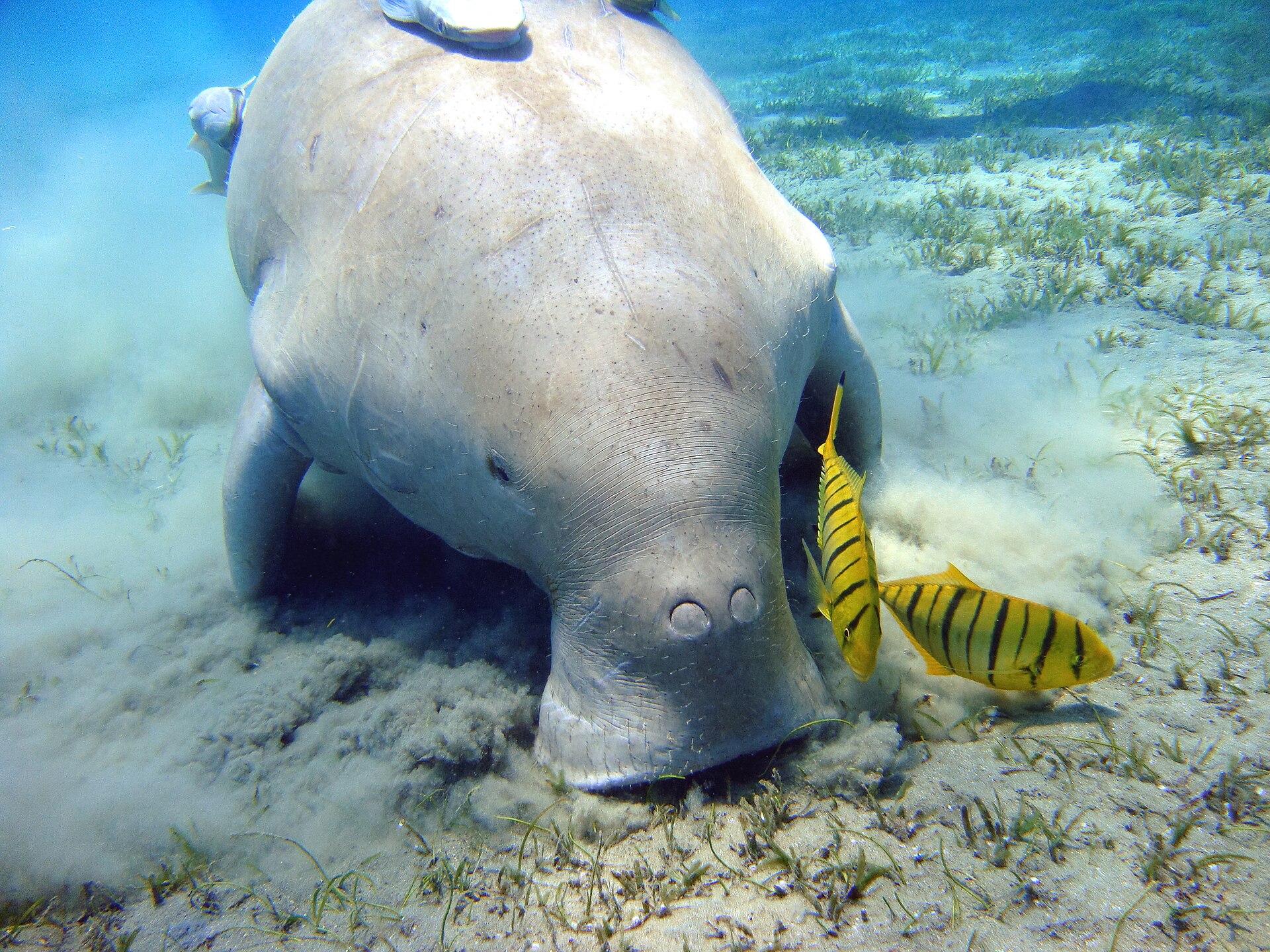 Dugong feeding on seagrass on the Red Sea floor, accompanied by golden trevally fish
