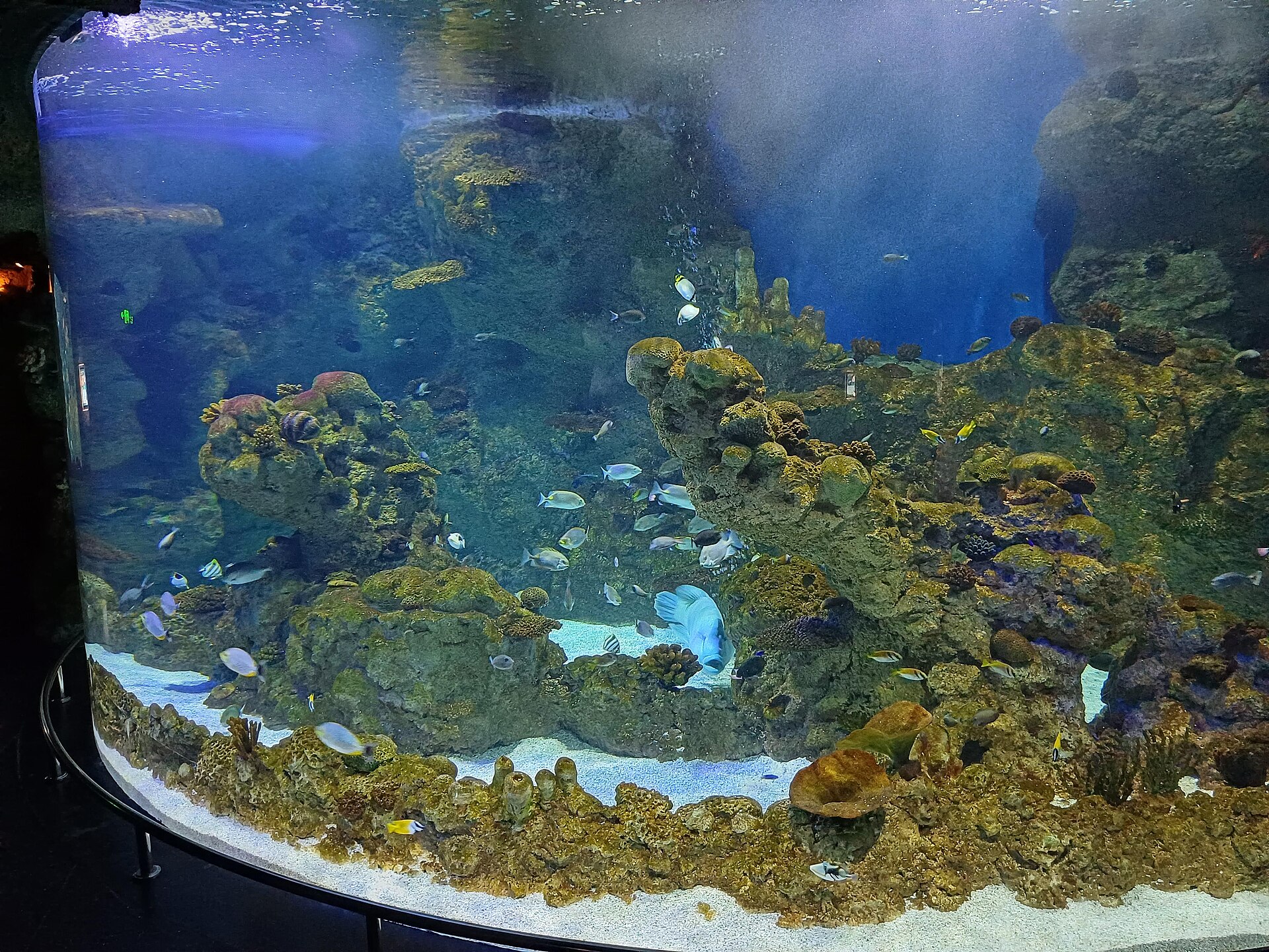 Coral reef tank display with tropical fish at Fakieh Aquarium Jeddah