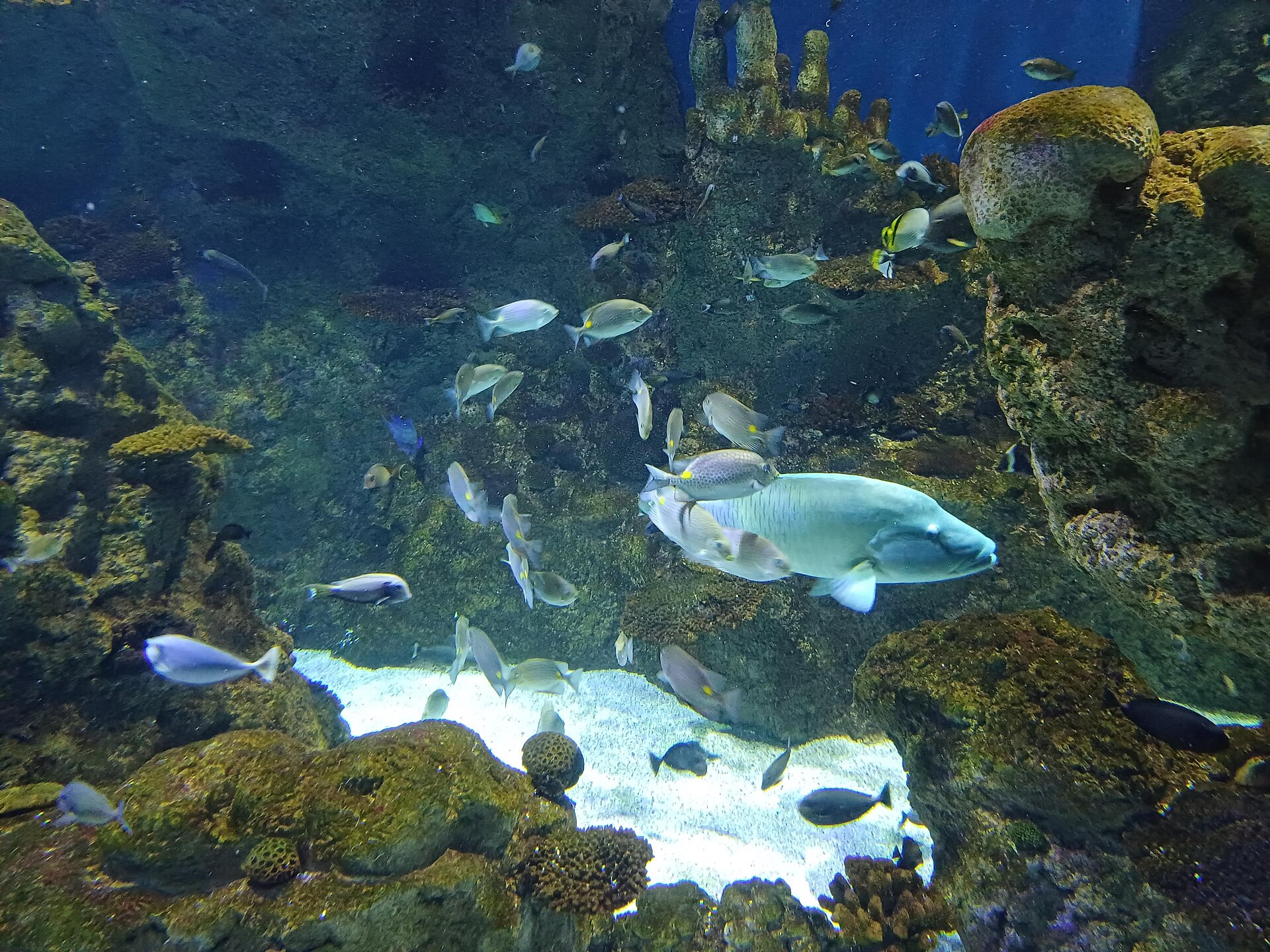 Napoleon wrasse and reef fish swimming in a display tank at Fakieh Aquarium Jeddah