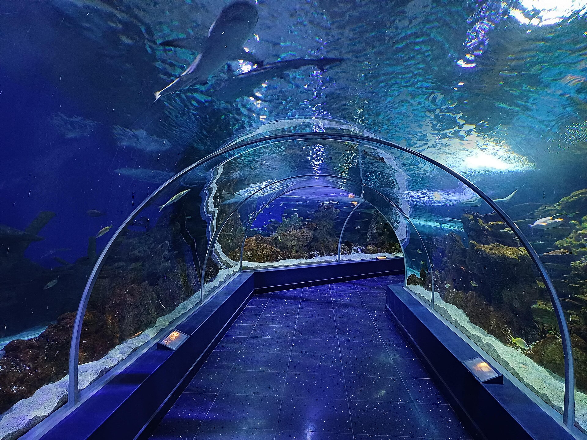 Sharks swimming above visitors in the underwater tunnel at Fakieh Aquarium Jeddah