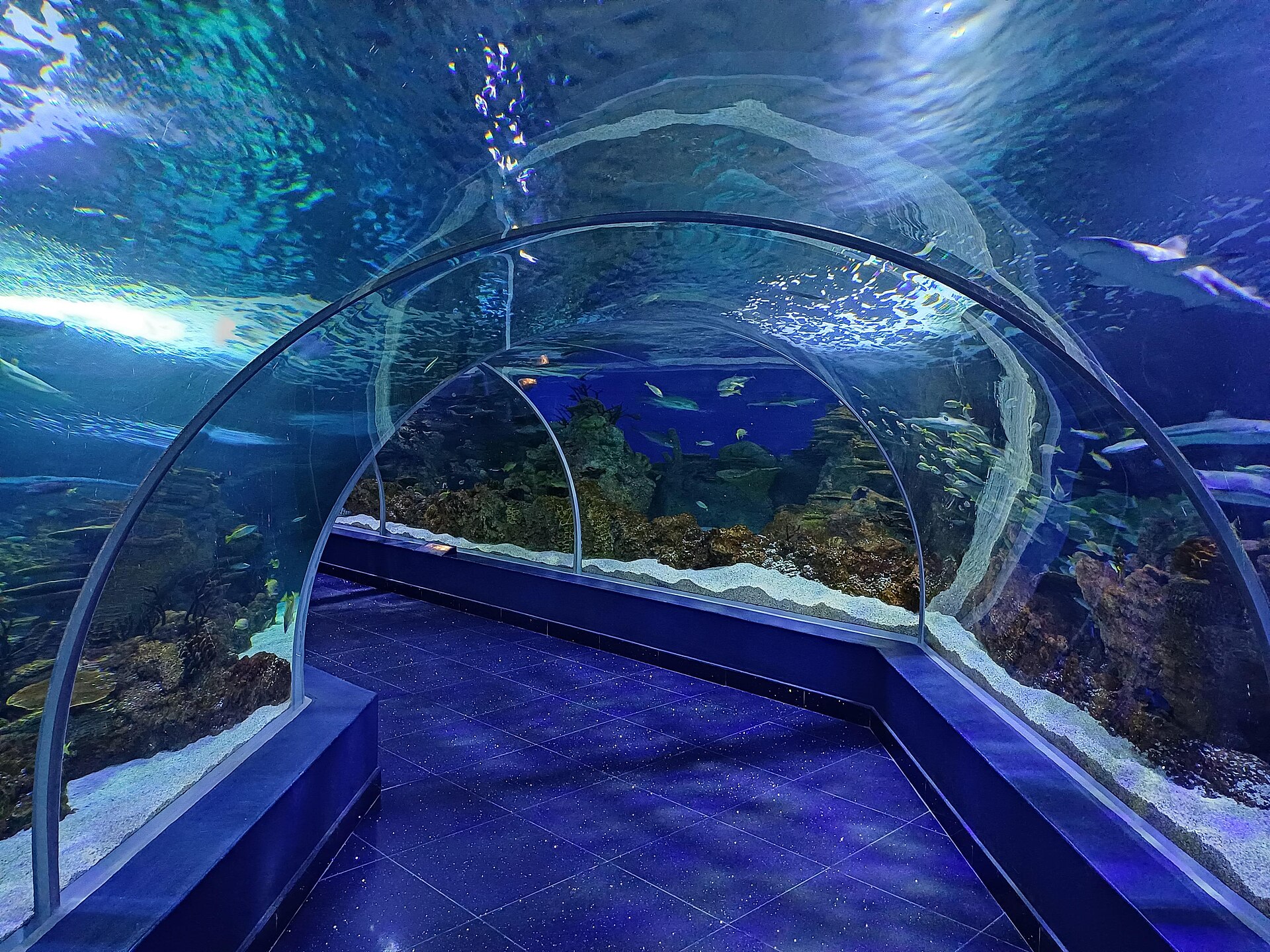 The underwater acrylic tunnel at Fakieh Aquarium Jeddah, with sharks and fish swimming overhead