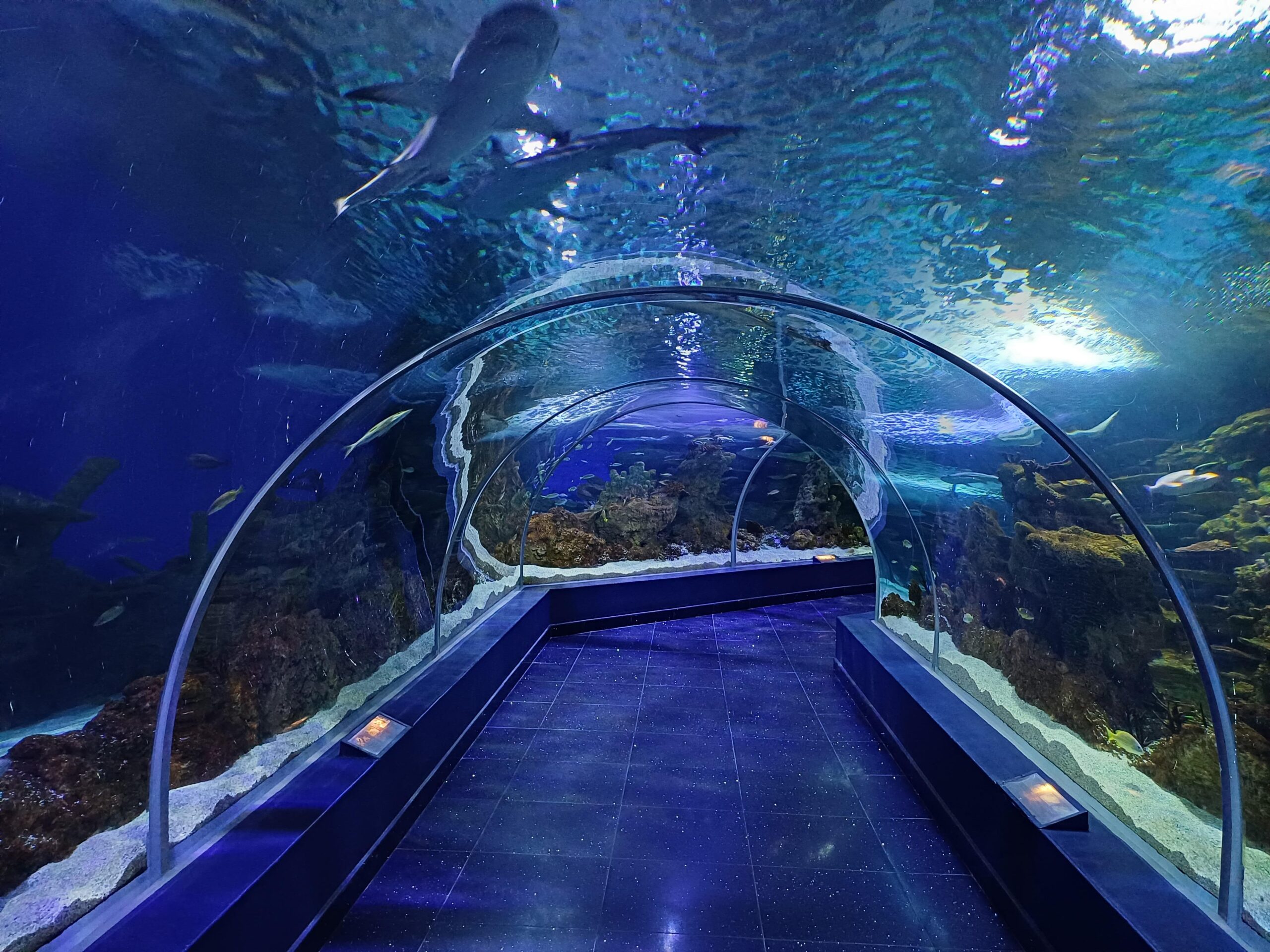 Underwater tunnel at Fakieh Aquarium in Jeddah with sharks swimming overhead