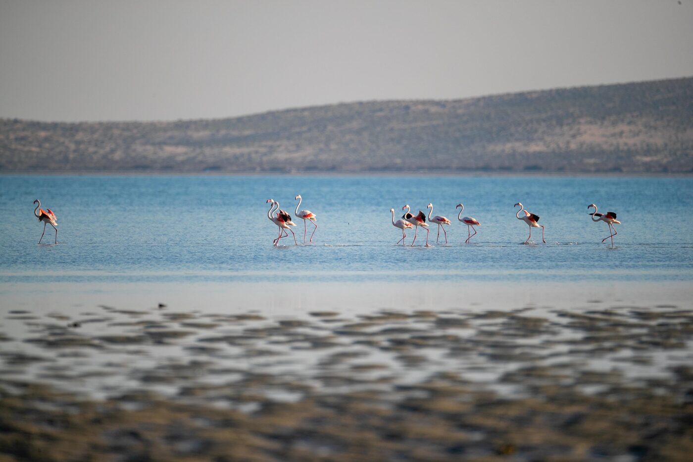 Greater flamingos wading in shallow blue waters at Farasan Islands, Saudi Arabia