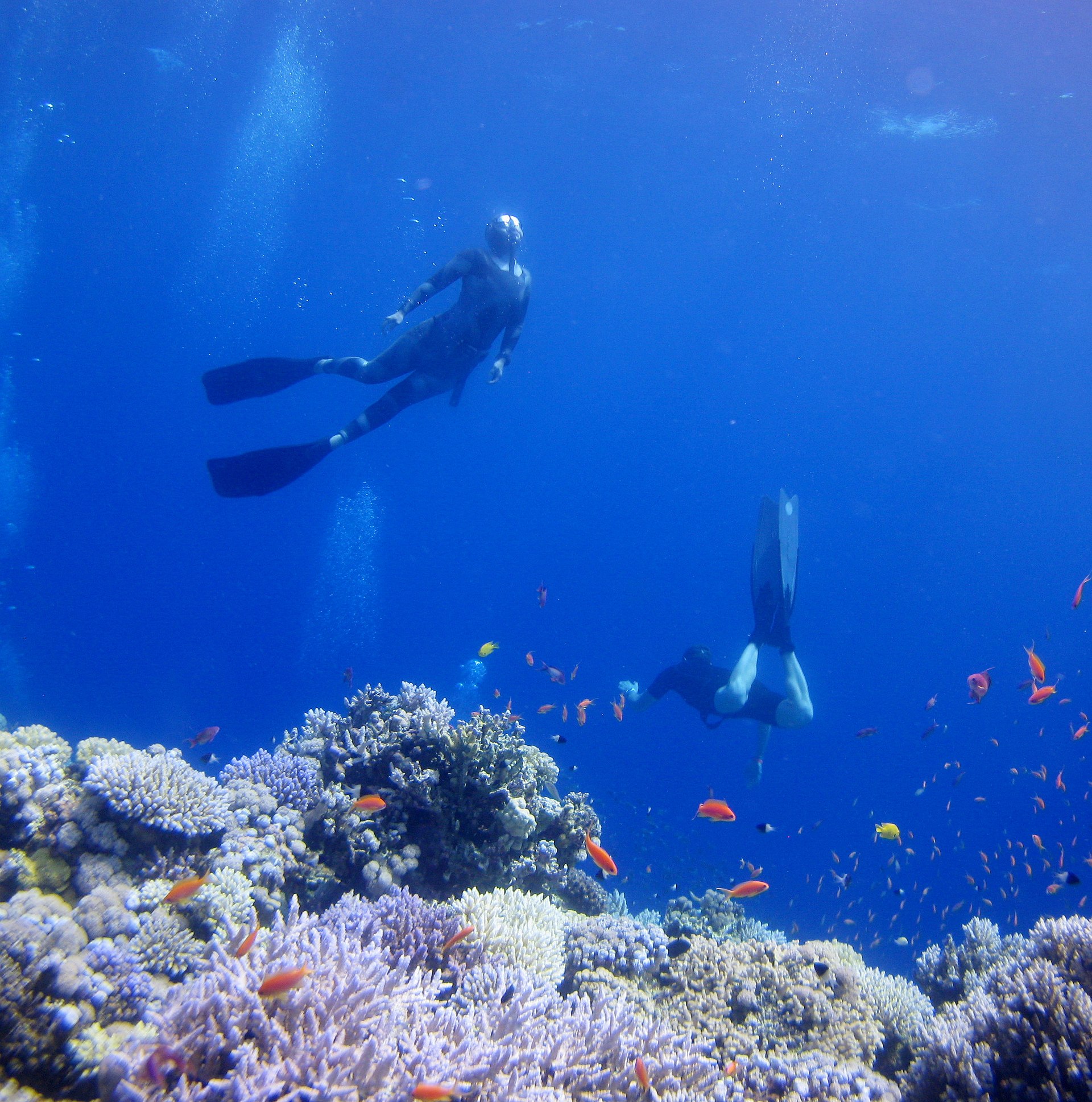 Freedivers descending along a reef wall in the Red Sea