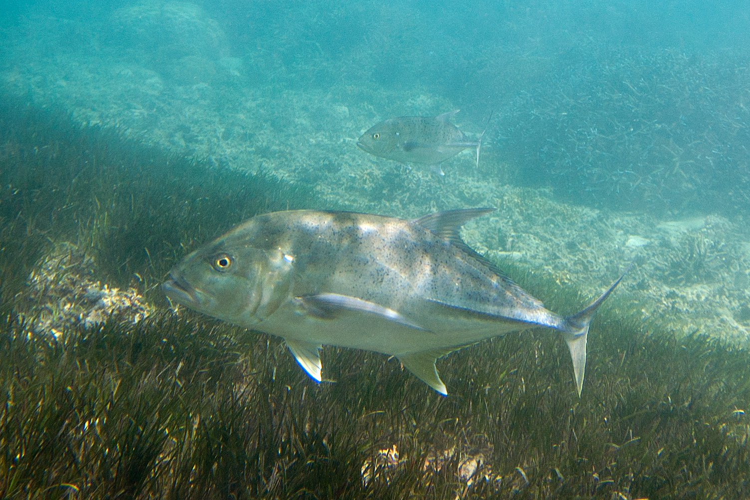Giant trevally (Caranx ignobilis) swimming near seagrass beds