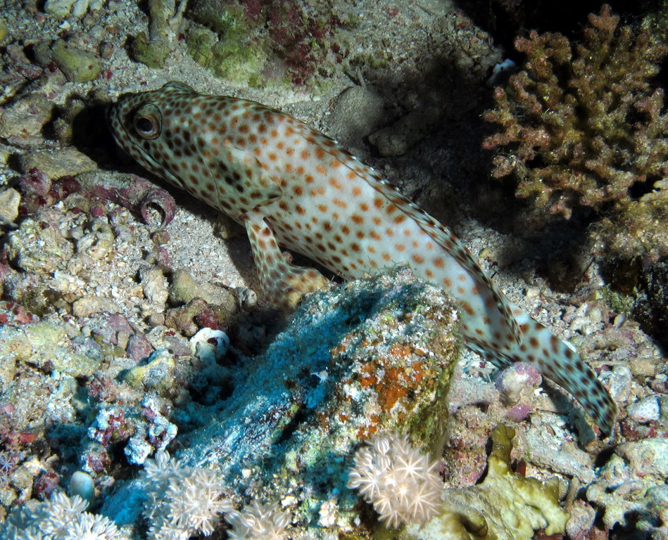 Greasy grouper (Epinephelus tauvina) on a Red Sea coral reef