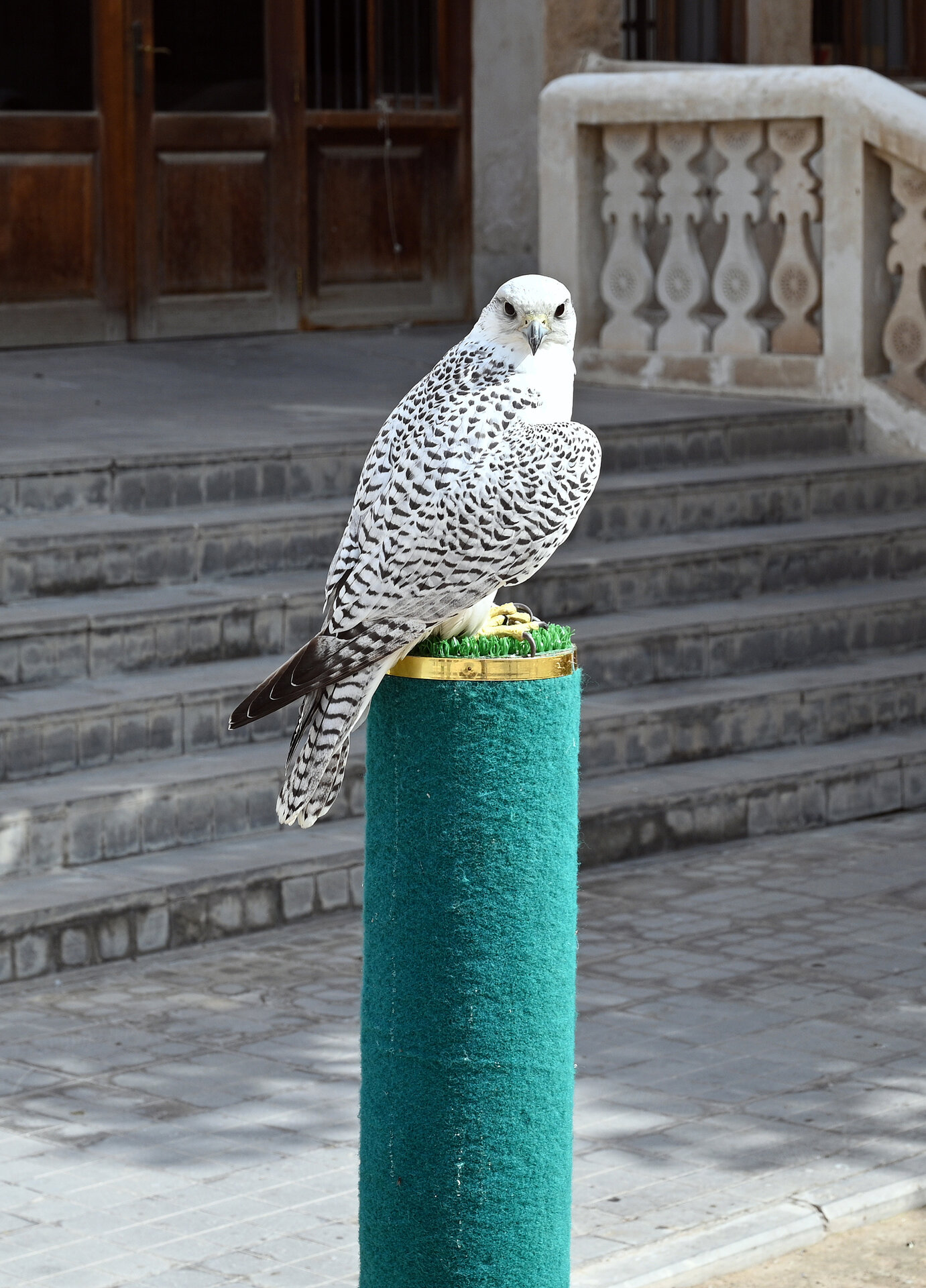 A white gyrfalcon resting on a perch, the most expensive falcon species at Saudi auctions