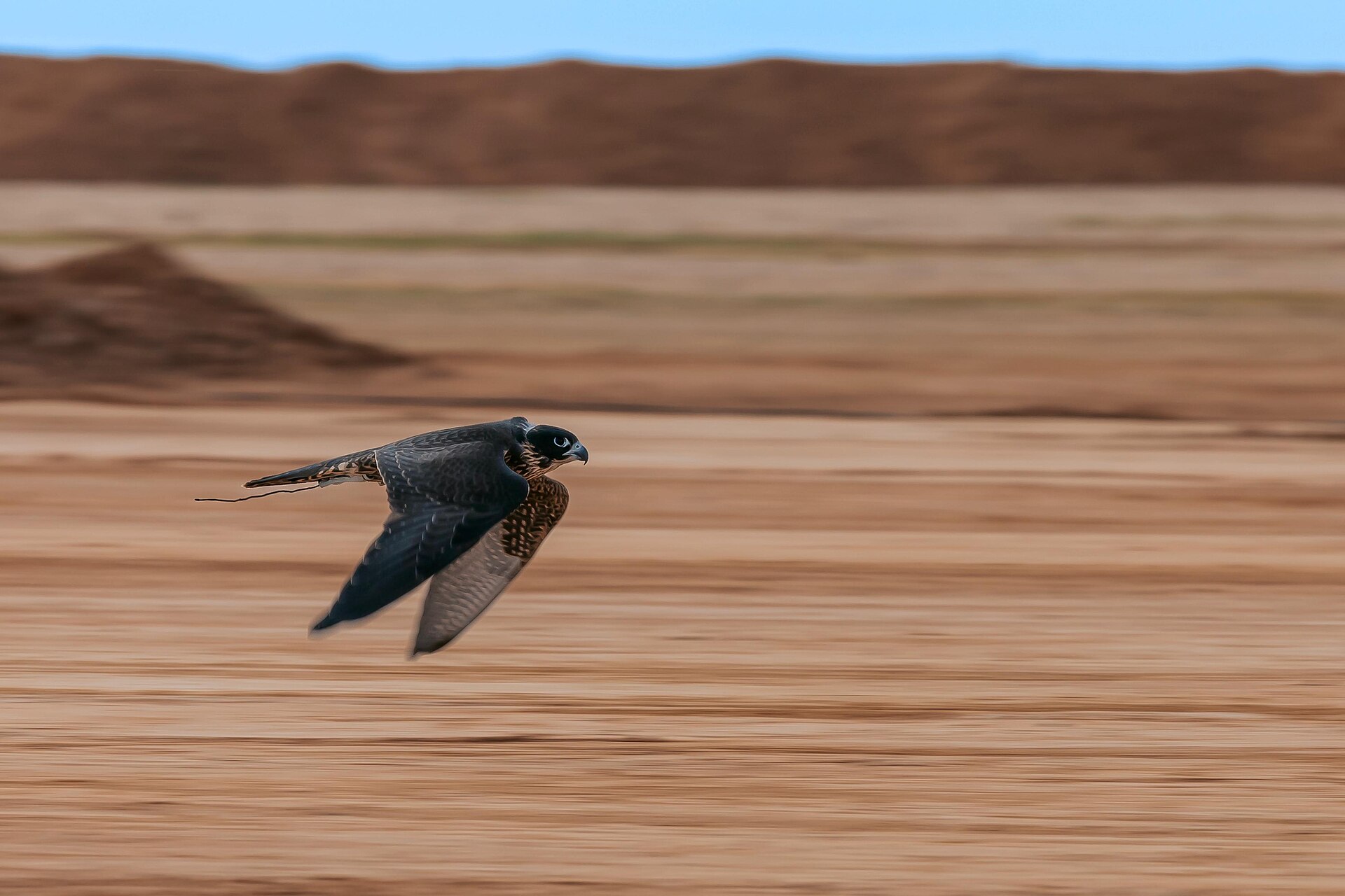 A falcon in flight during the Falcons Club Cup competition in Hafar Al-Batin, Saudi Arabia, 2025