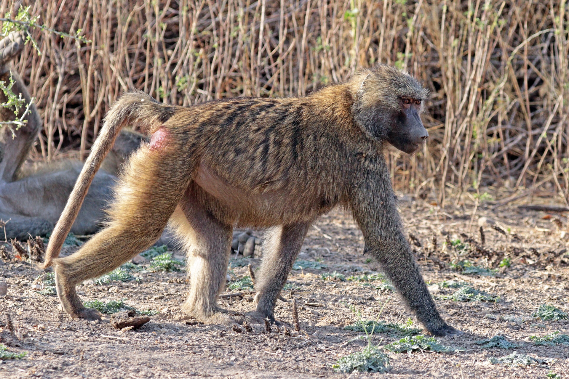 Hamadryas baboon found in the Asir highlands of Saudi Arabia