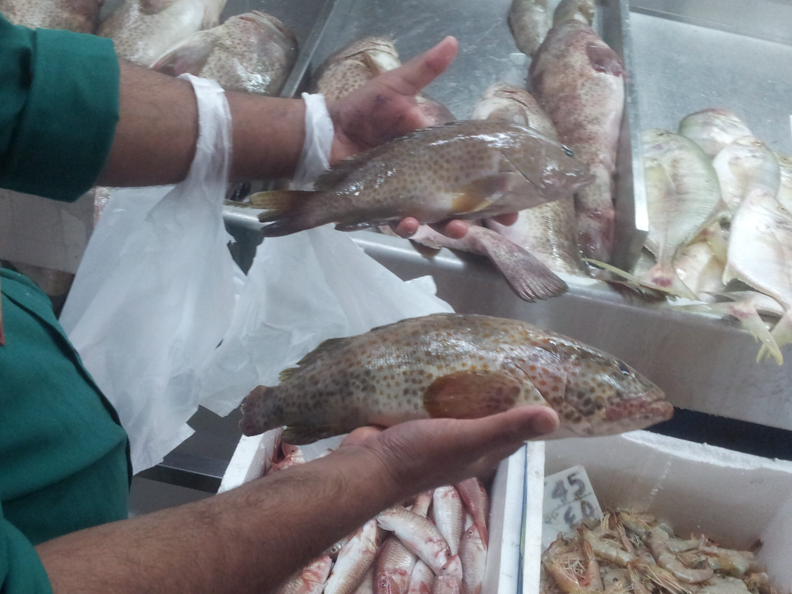 Fresh hamour (grouper) fish displayed at a Saudi Arabian fish market