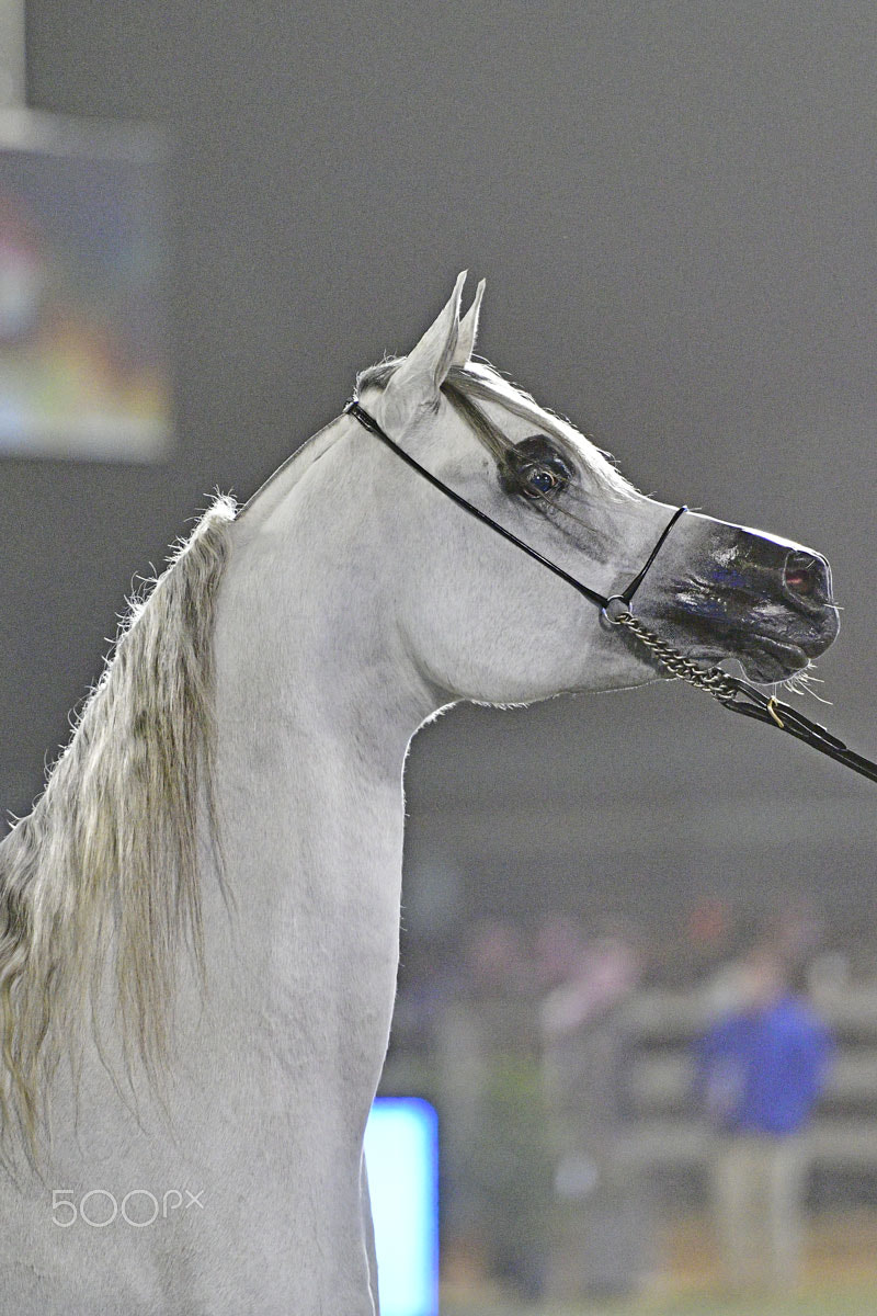 A purebred Arabian horse at a show in Riyadh, Saudi Arabia