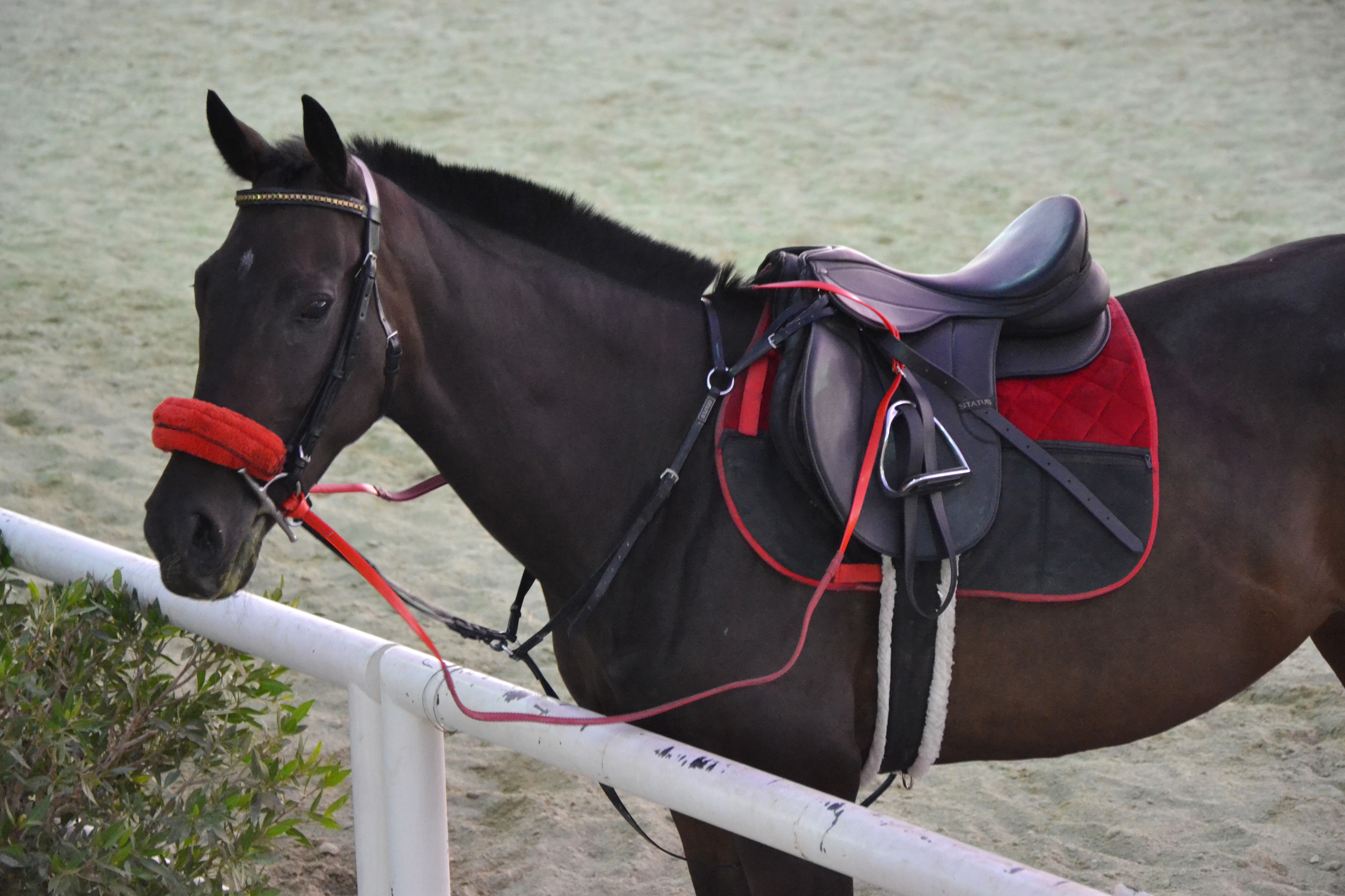 A saddled horse at Horse Club Riyadh arena ready for a lesson