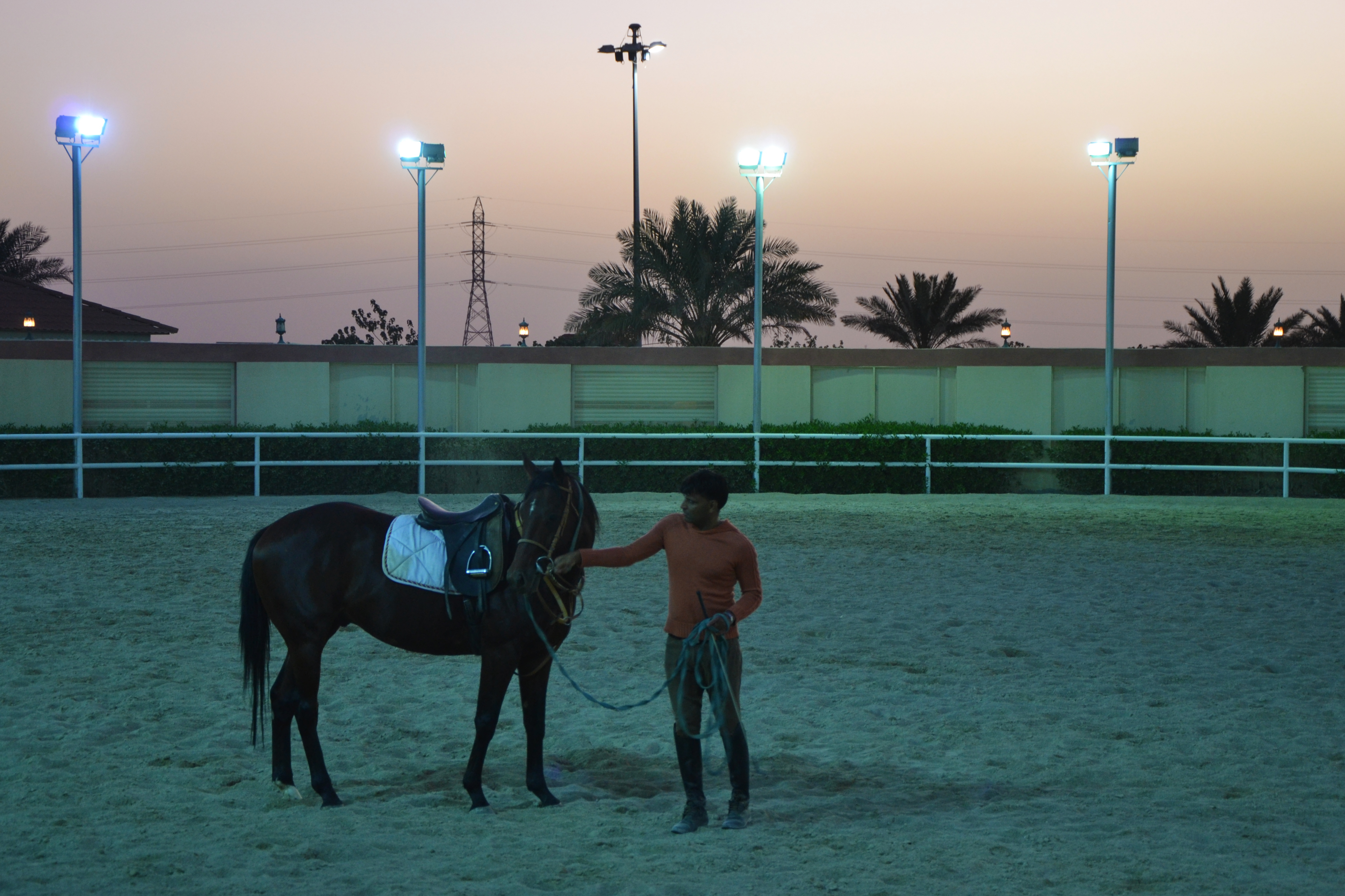 Evening horse training session at Horse Club Riyadh at sunset