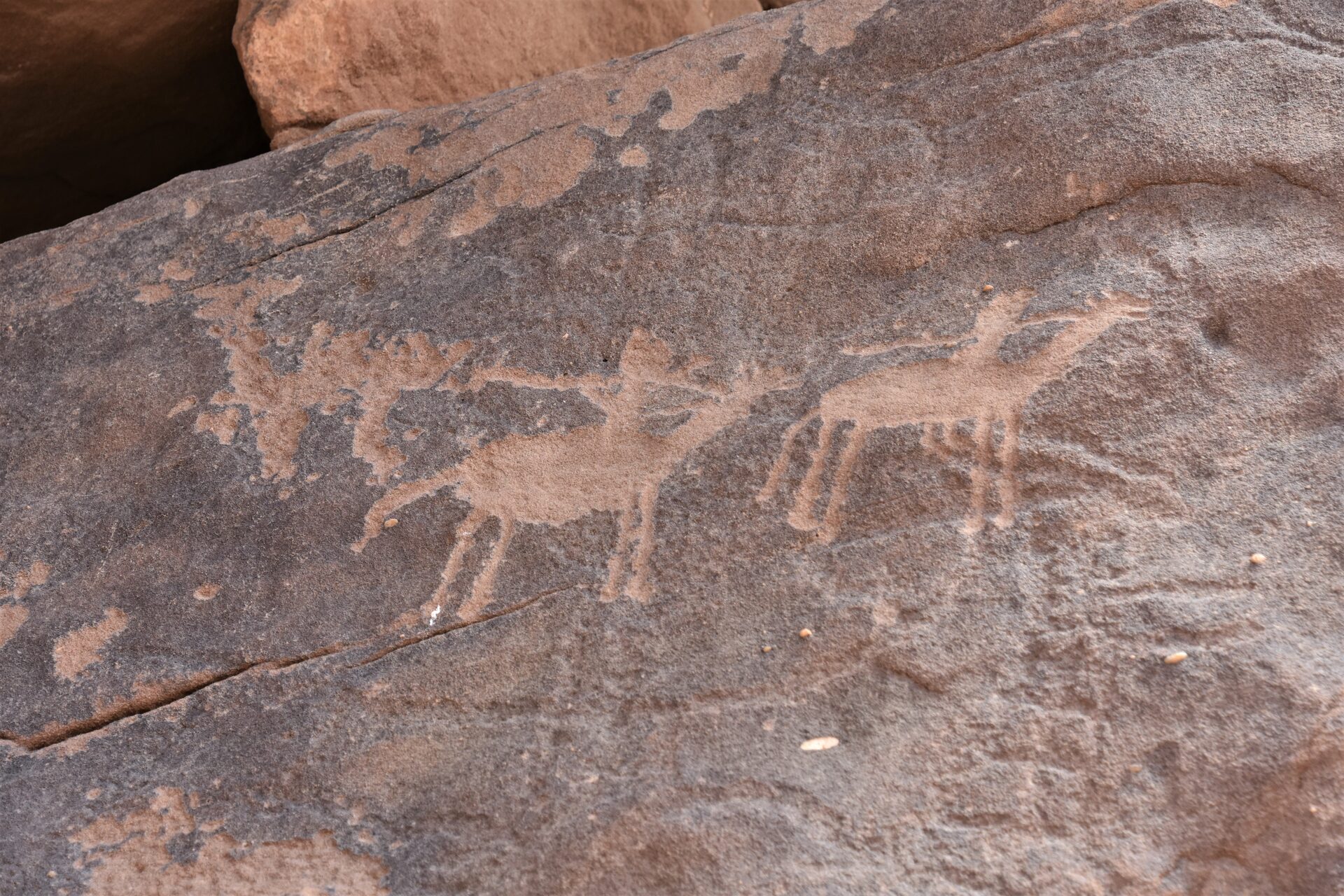 Warrior and animal petroglyphs carved into rock at Jubbah UNESCO World Heritage site