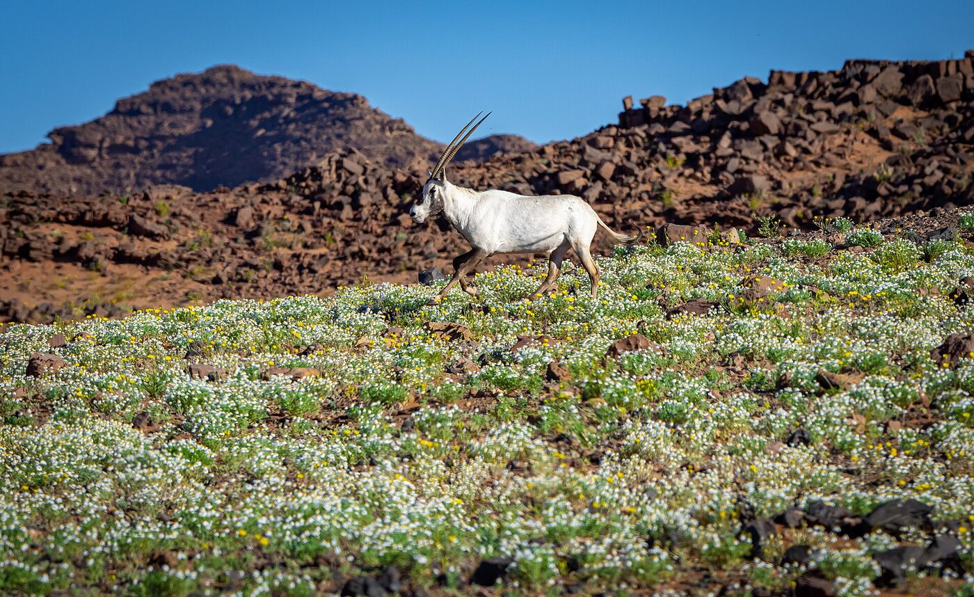 Arabian oryx walking through wildflowers with volcanic hills in King Salman Royal Natural Reserve, Tabuk, Saudi Arabia
