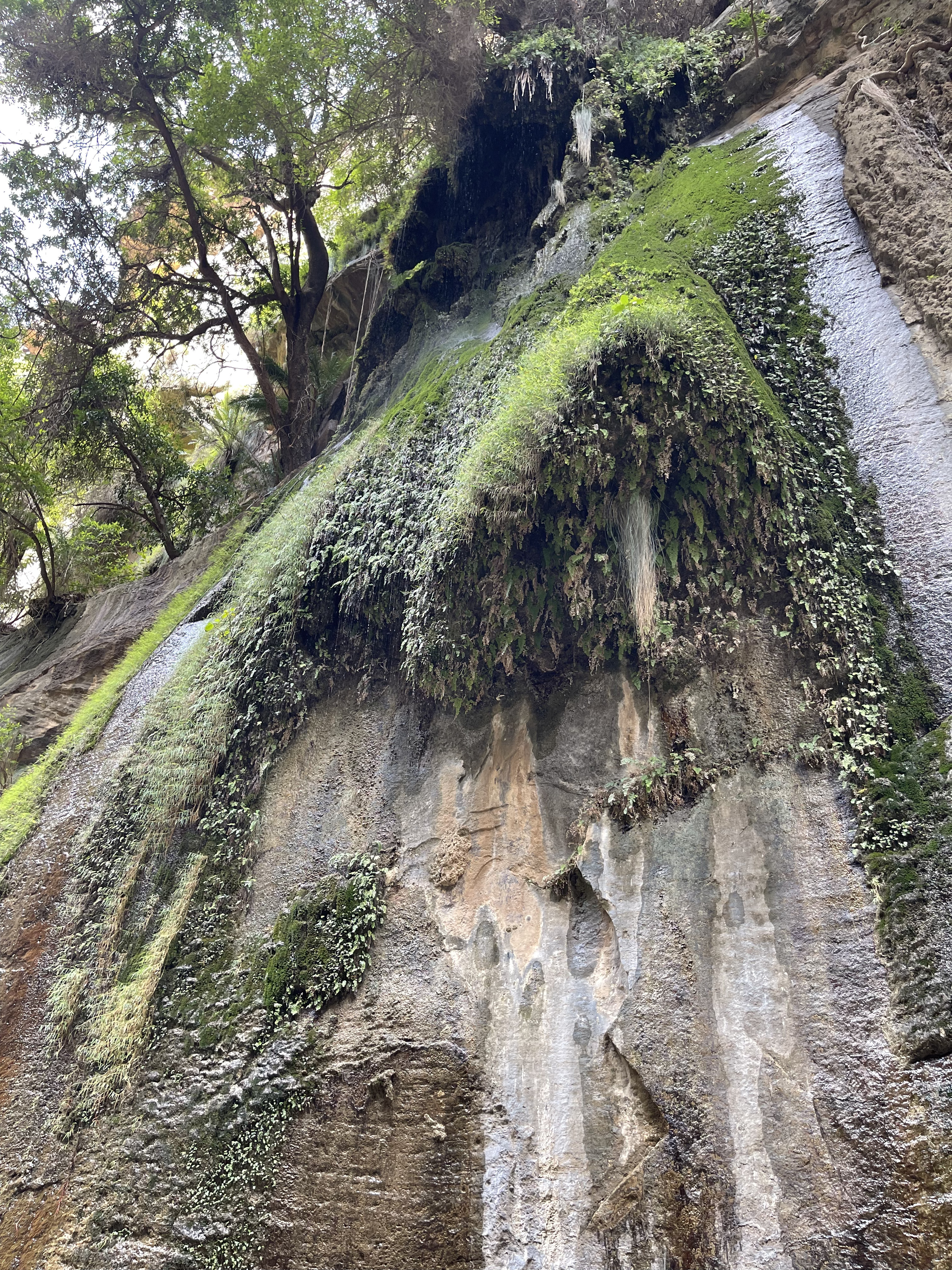 Lush hanging gardens and vegetation in Wadi Lajab, Jizan Saudi Arabia