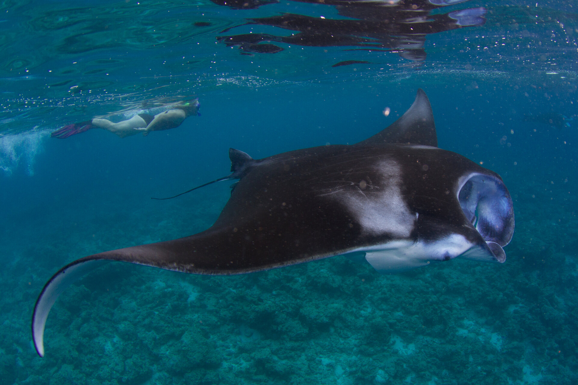 Large reef manta ray swimming in clear turquoise water in the Maldives with a snorkeler visible in the background