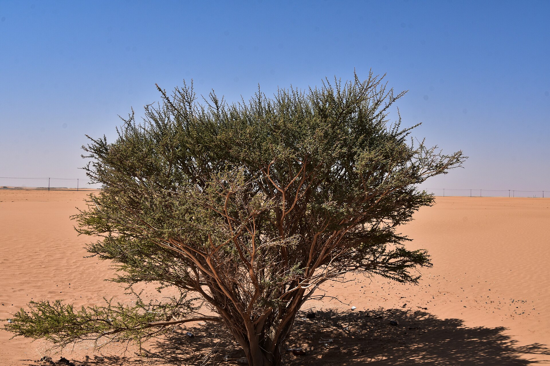 Sand dunes of the Empty Quarter desert east of Najran, Saudi Arabia