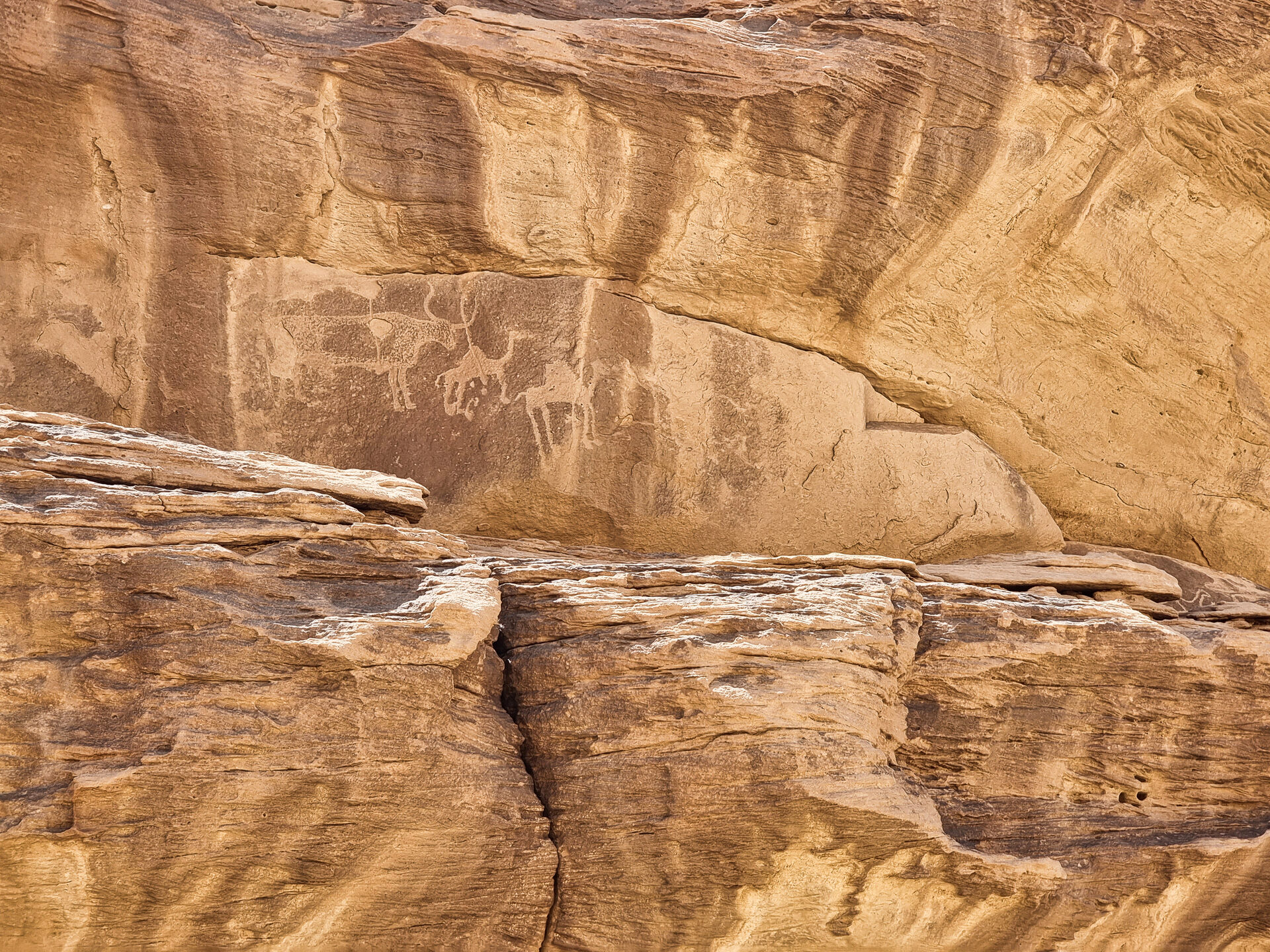 Ancient petroglyphs carved into sandstone at the Hima Cultural Area near Najran, showing animal and human figures