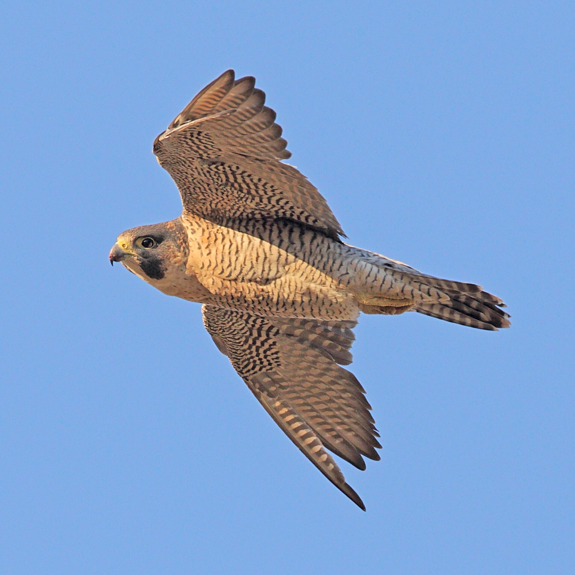 A peregrine falcon in flight, the fastest animal on Earth and a prized species in Saudi falconry