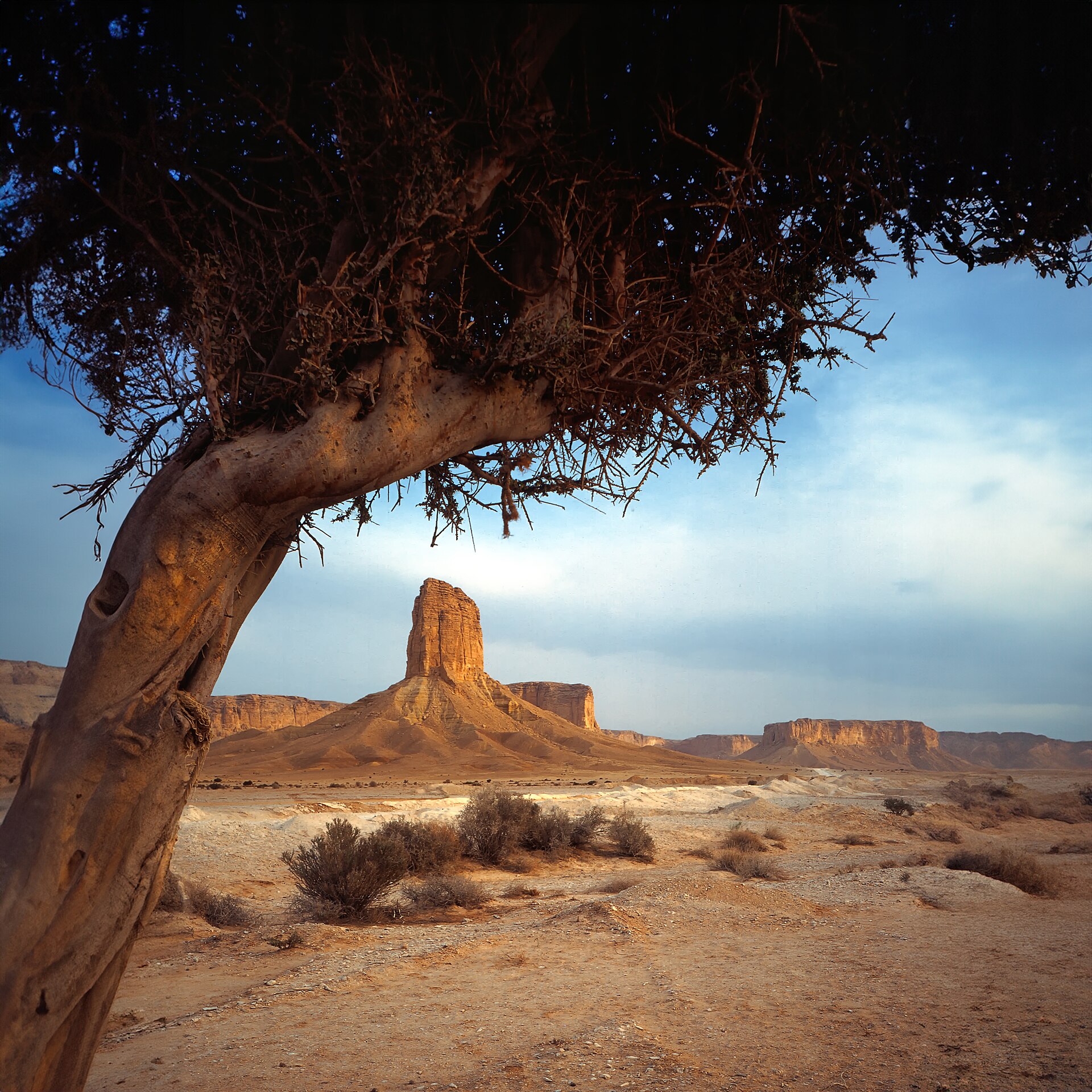 Red sandstone butte framed by a desert tree near Riyadh, Saudi Arabia