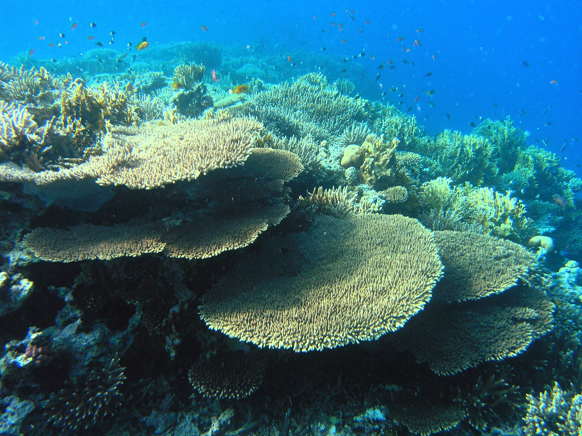 Coral reef formation in the Red Sea with tropical fish swimming above — the type of ecosystem recreated in the aquarium