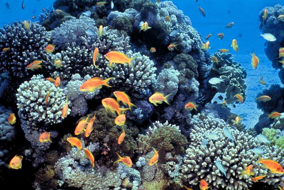 Red Sea coral reef underwater with tropical fish