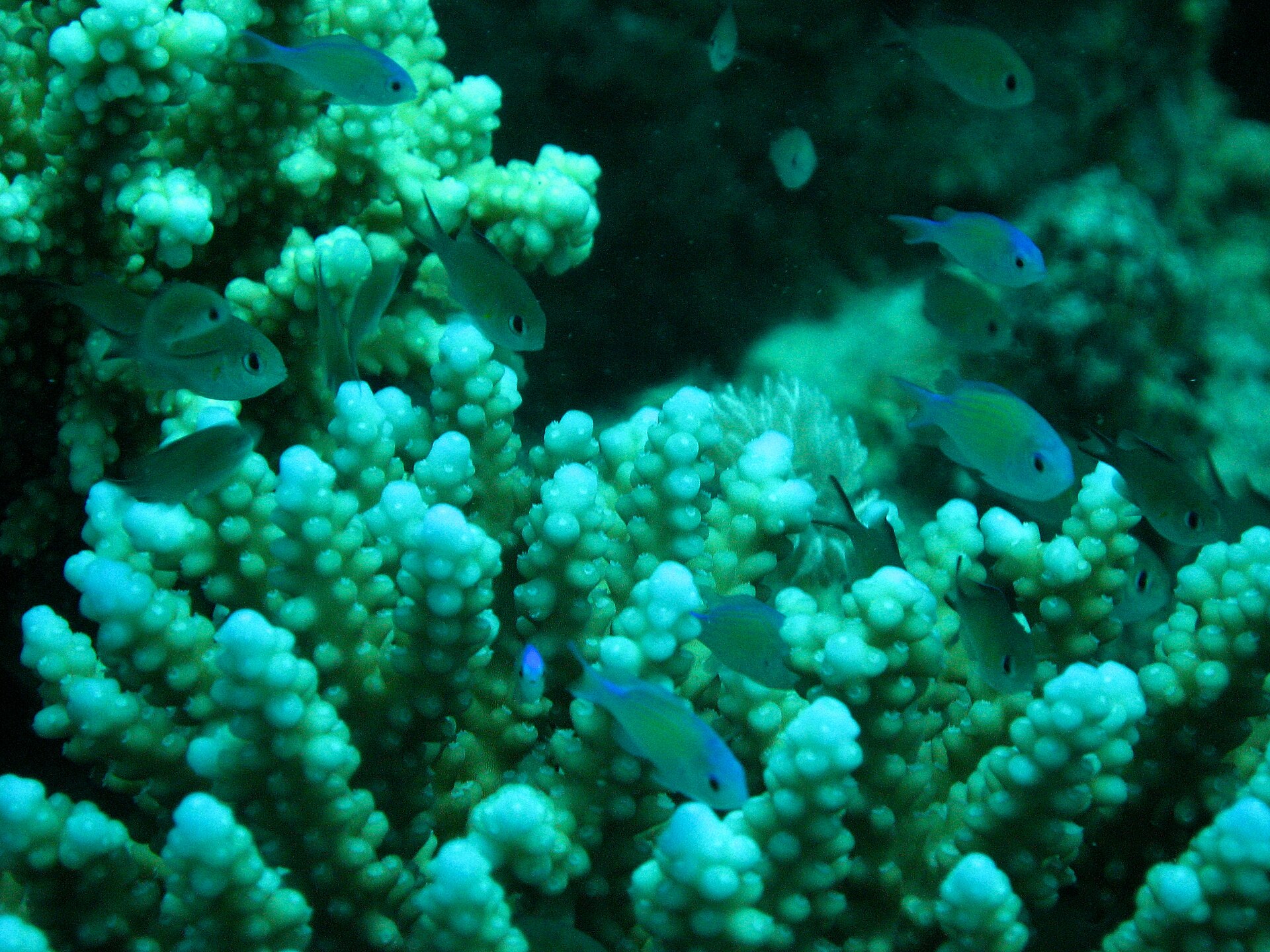 Tropical fish swimming among vibrant coral formations in the Red Sea, representative of the marine biodiversity found at AMAALA's reef systems