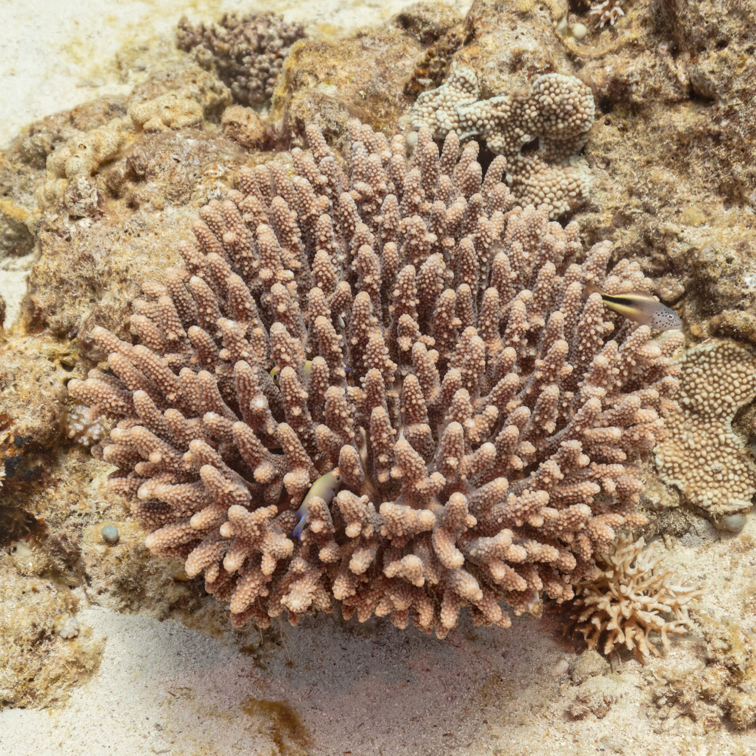 Acropora coral formation on a Red Sea reef, the type of thriving coral divers encounter in April