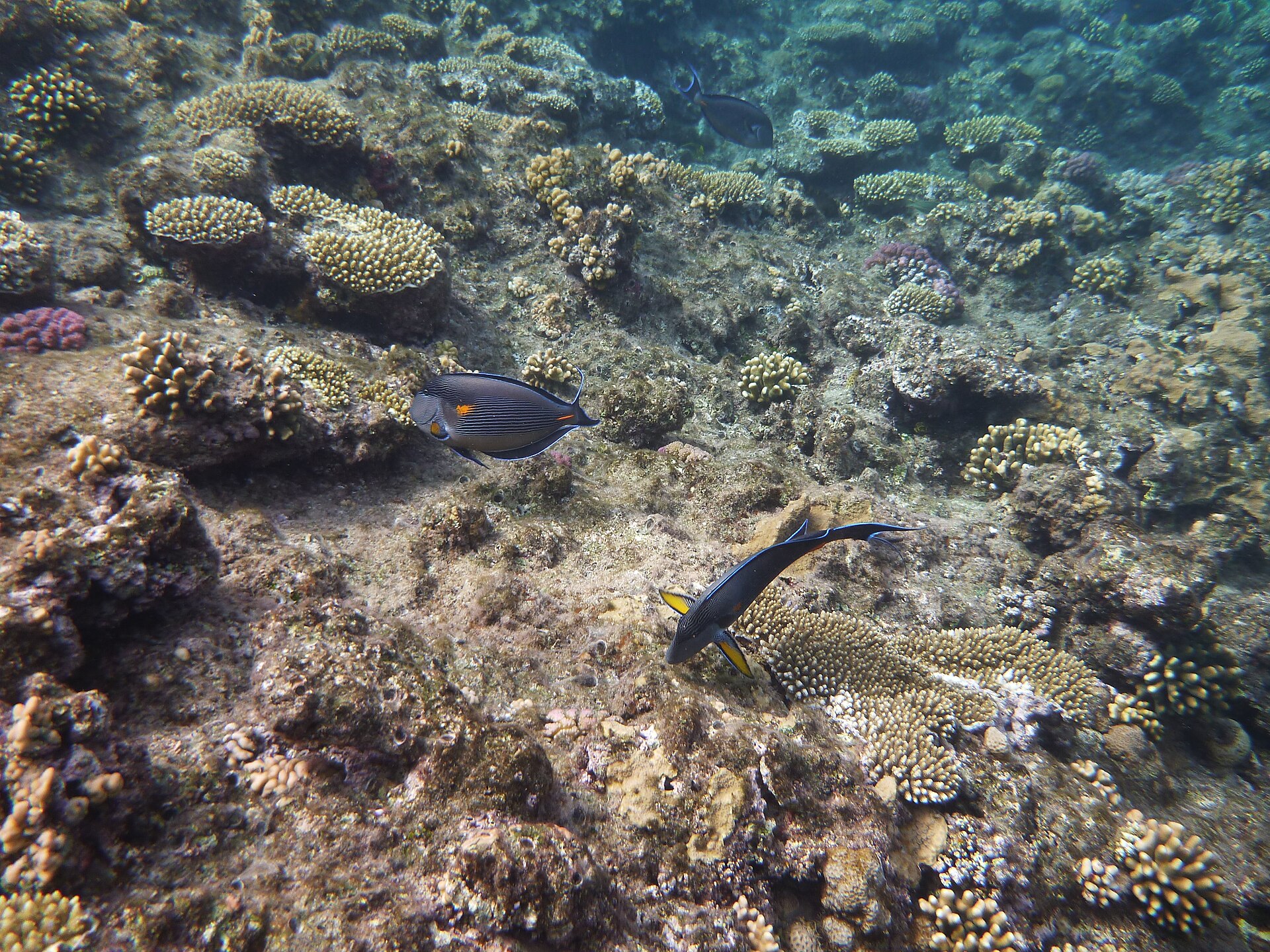 Red Sea coral reef with tropical fish swimming among corals